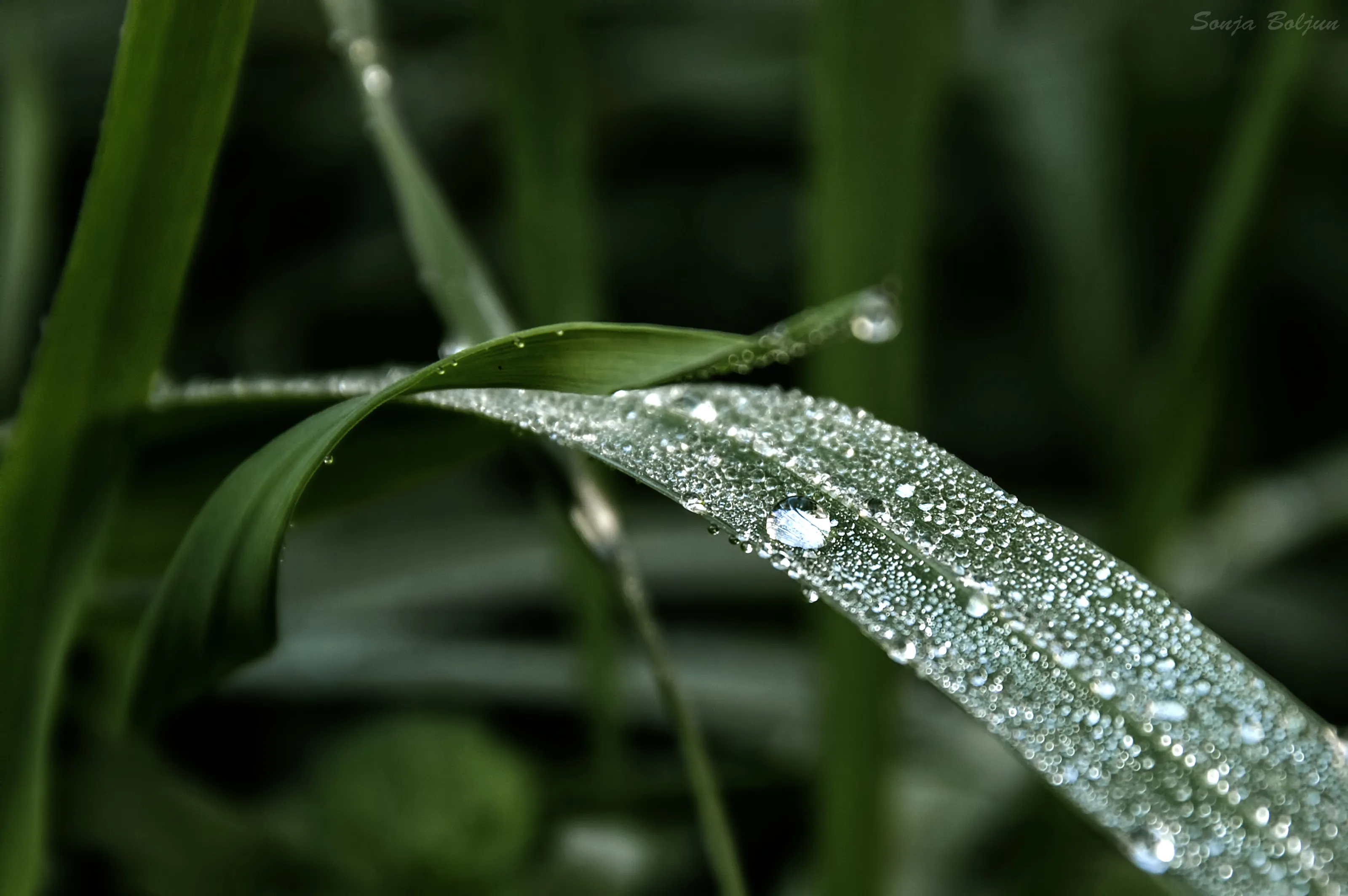 dropy morning