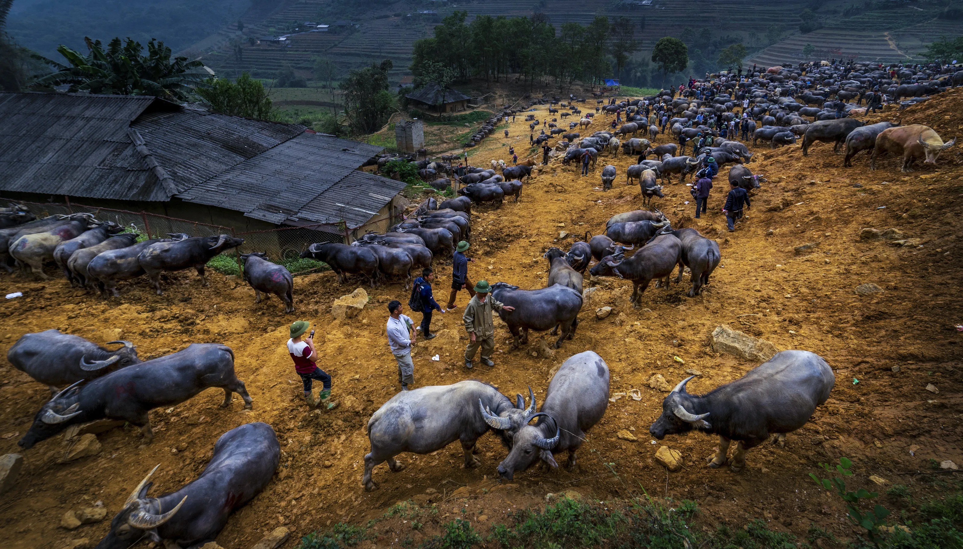 buffalo market