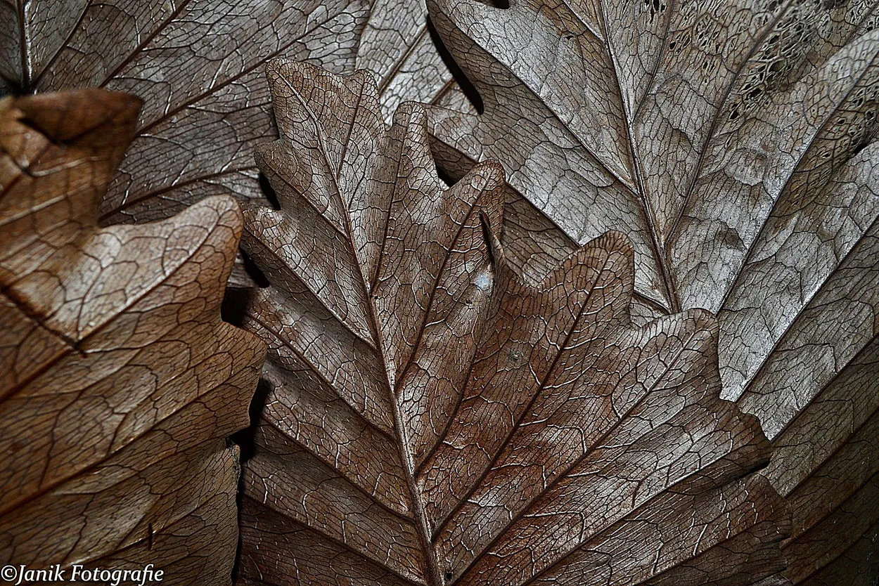 Entry 128952