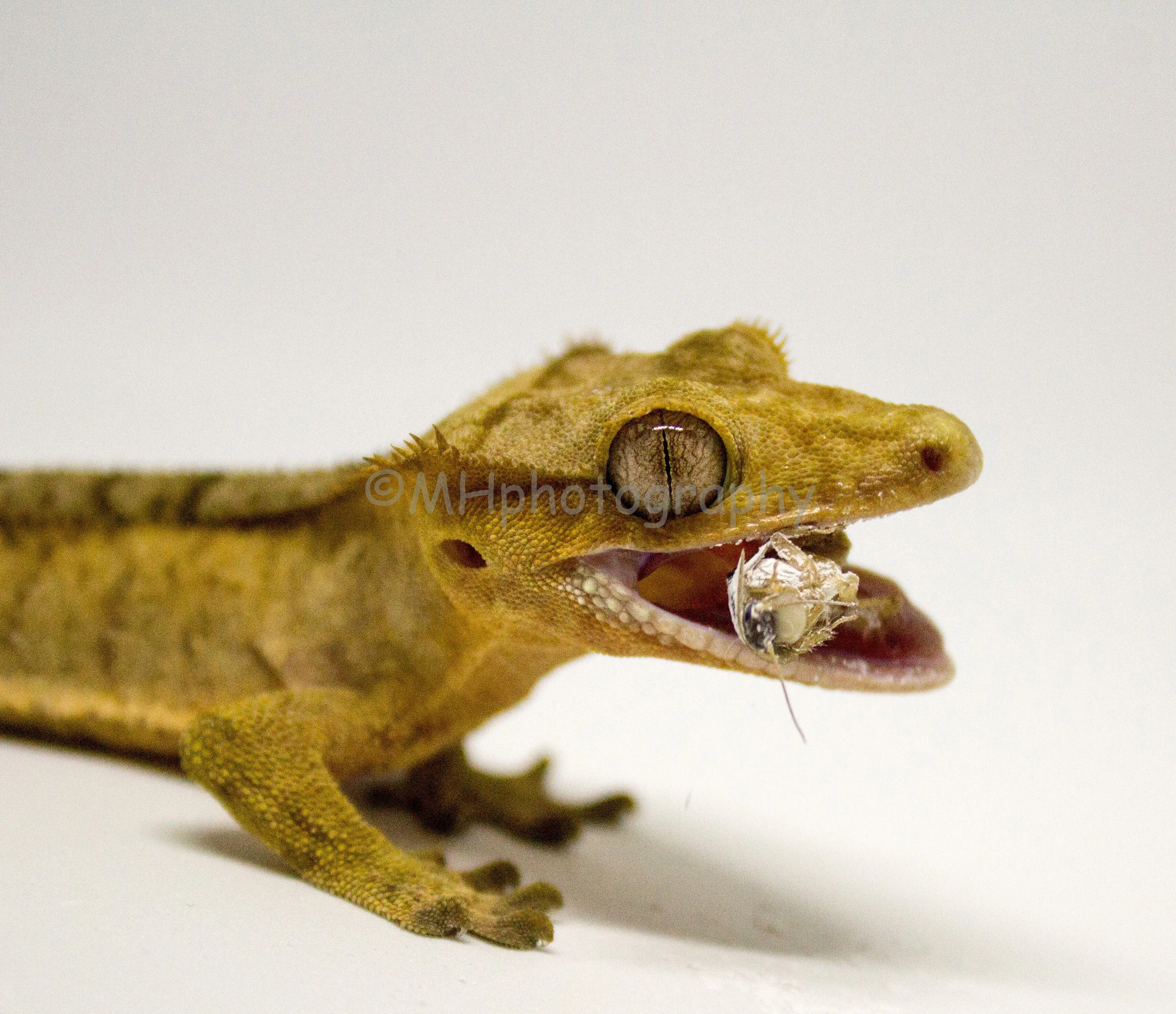 Crested gecko eating a dubia roach
