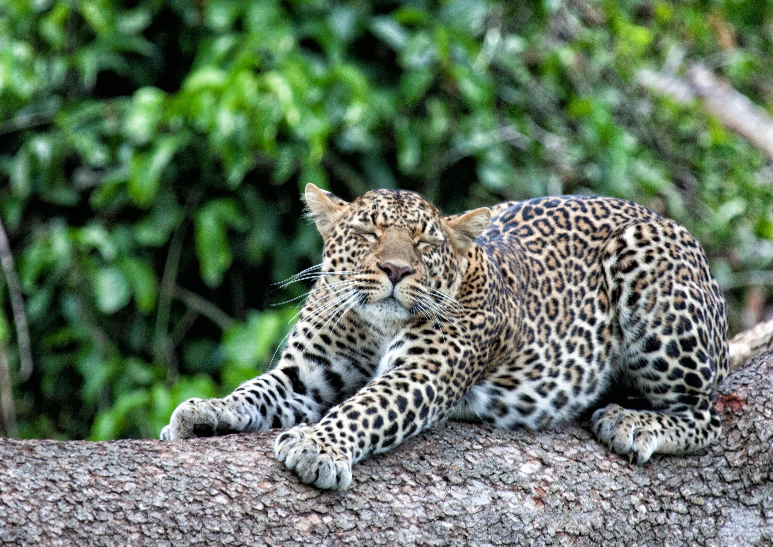 Leopard - Masai Mara, kenya