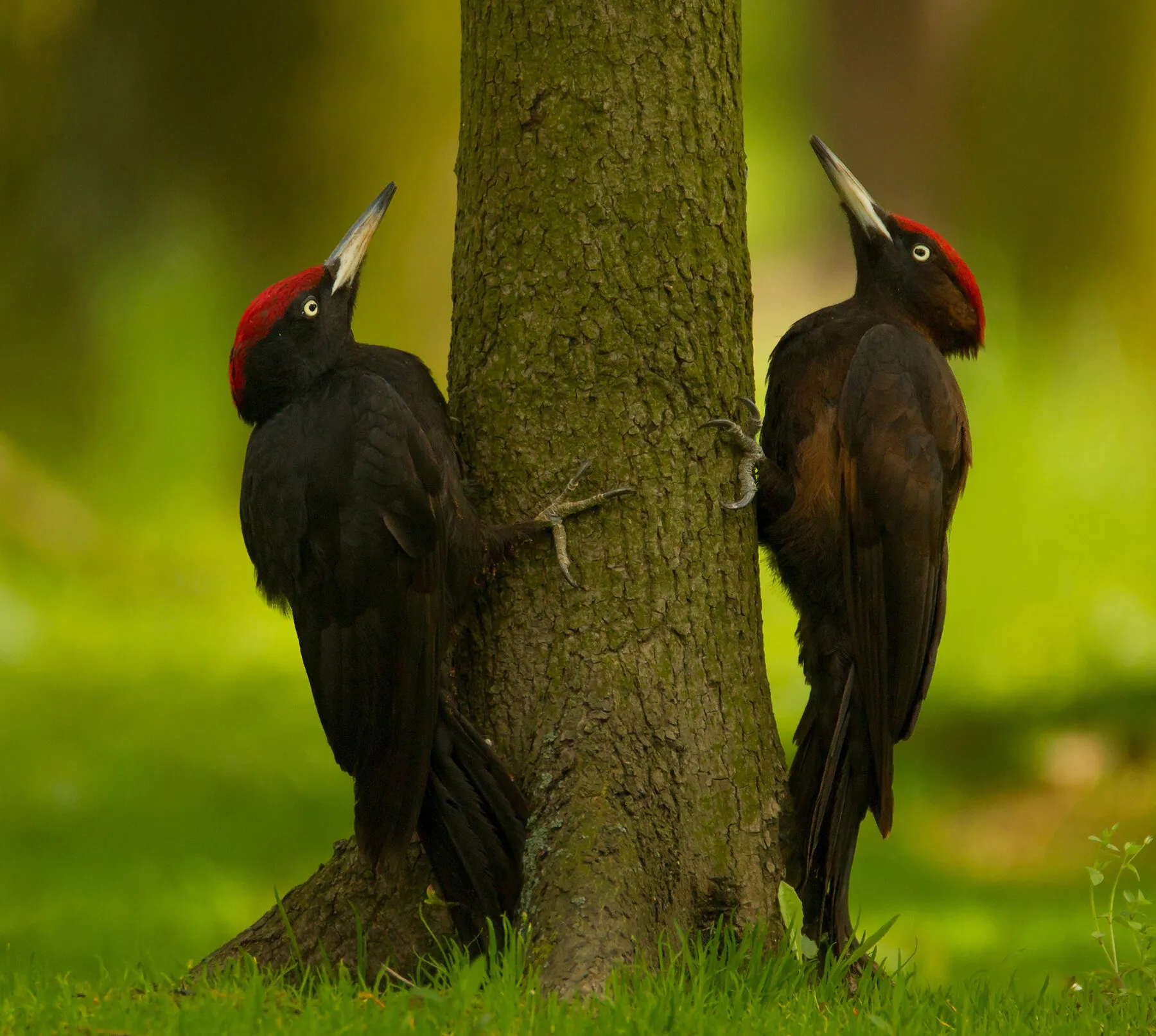 Black woodpeckers
