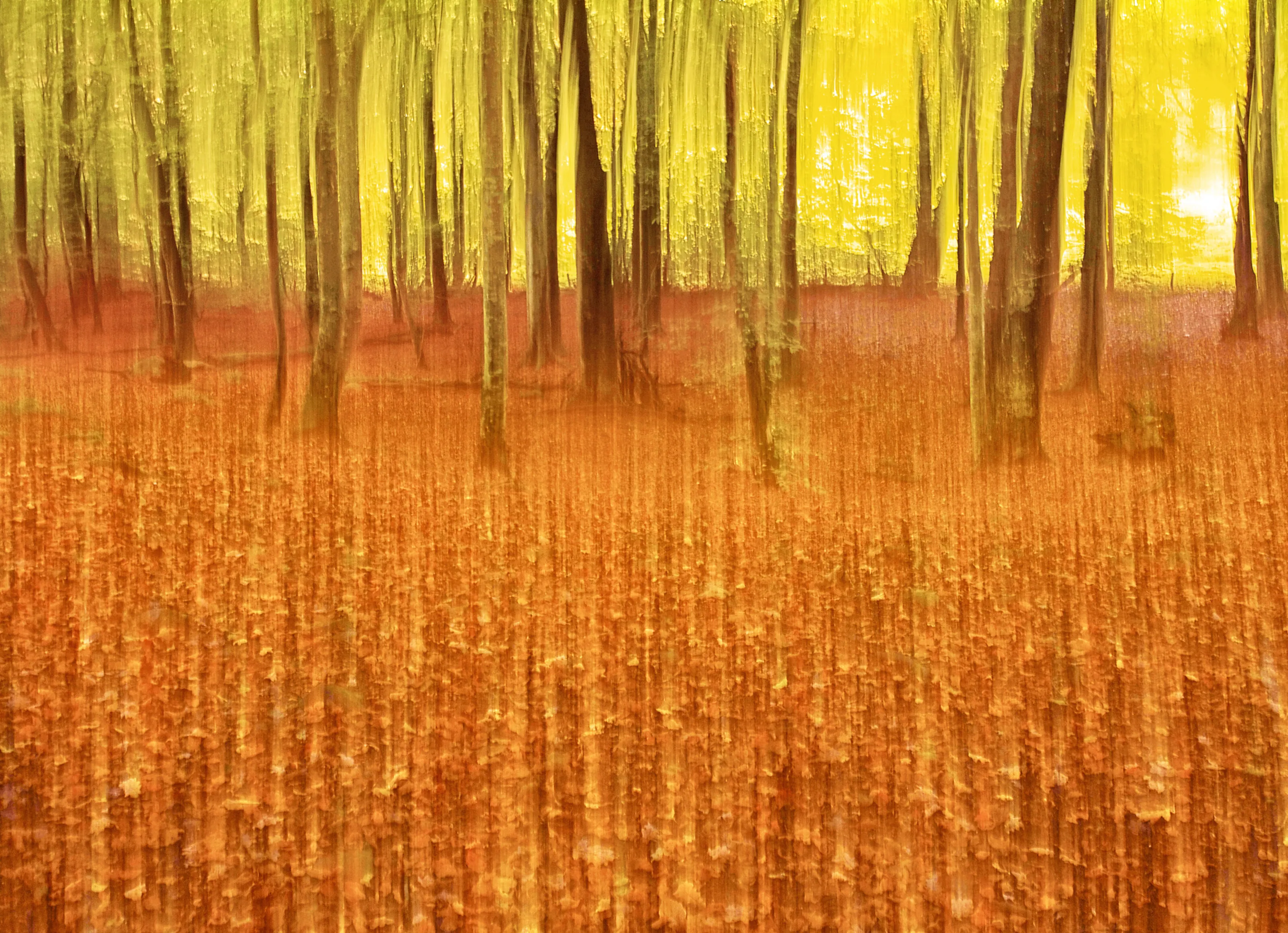 Fallen Leaves