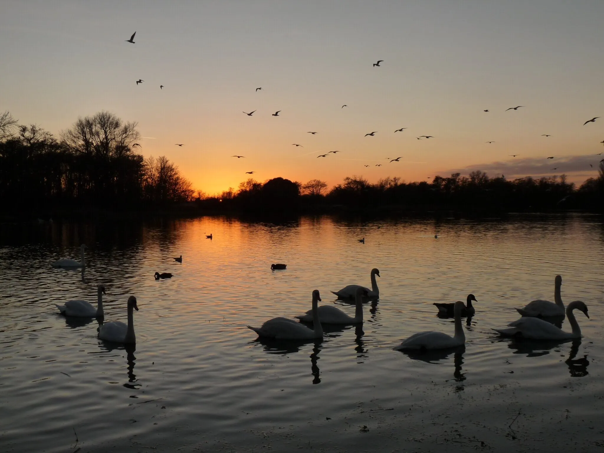 Swan Lake