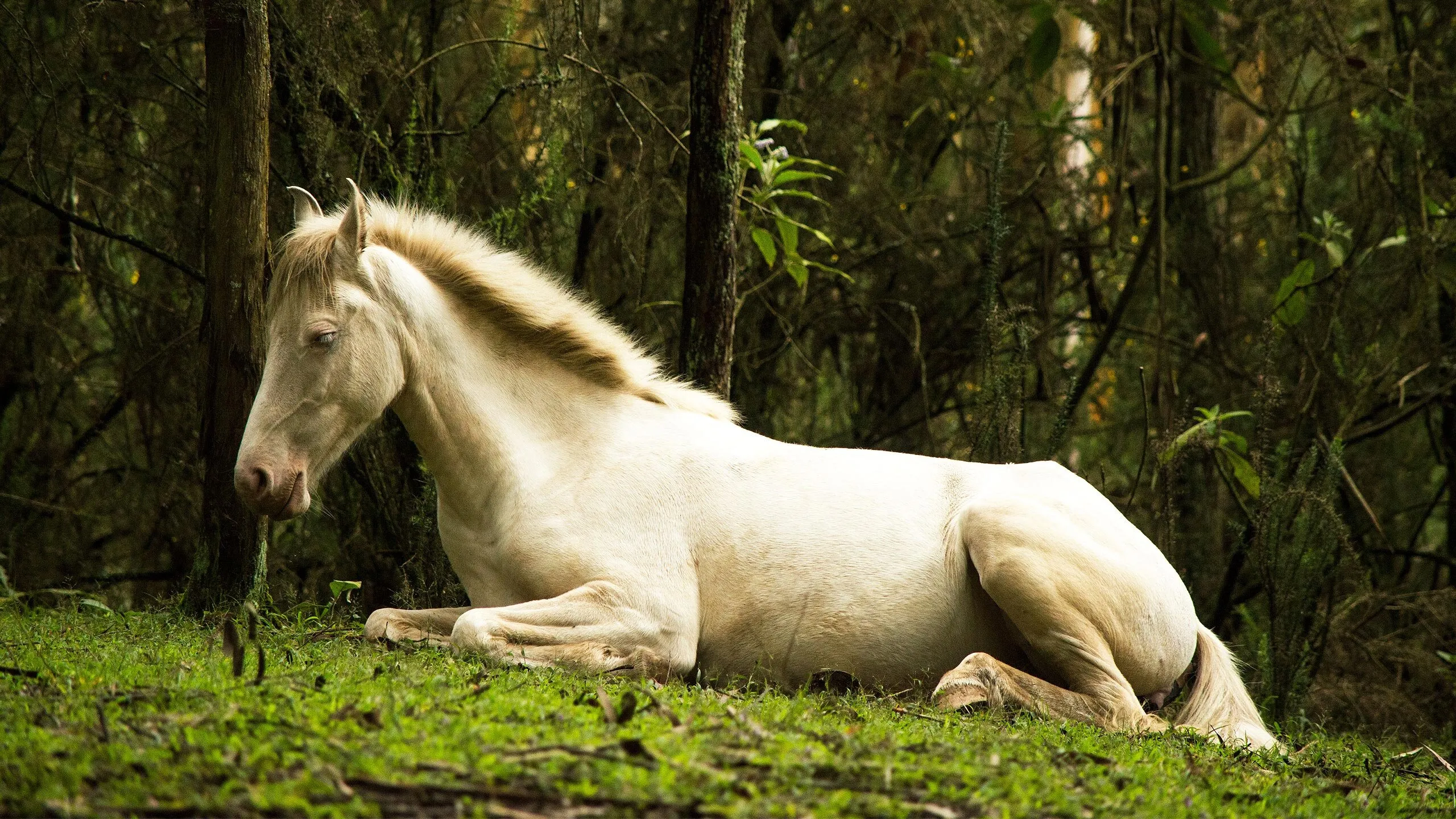 Horses too needs rest :)