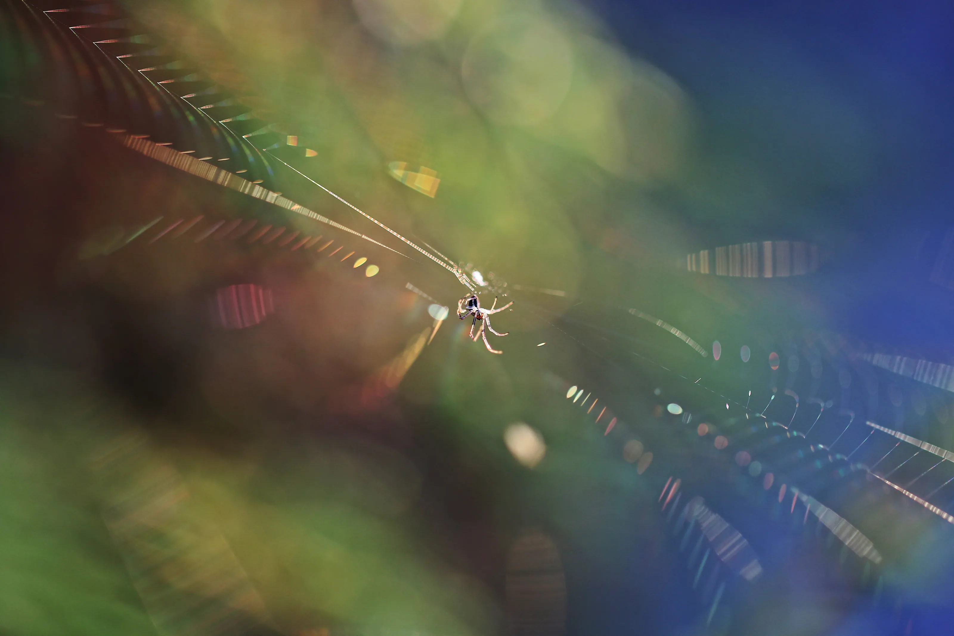 Spider web in the sunset