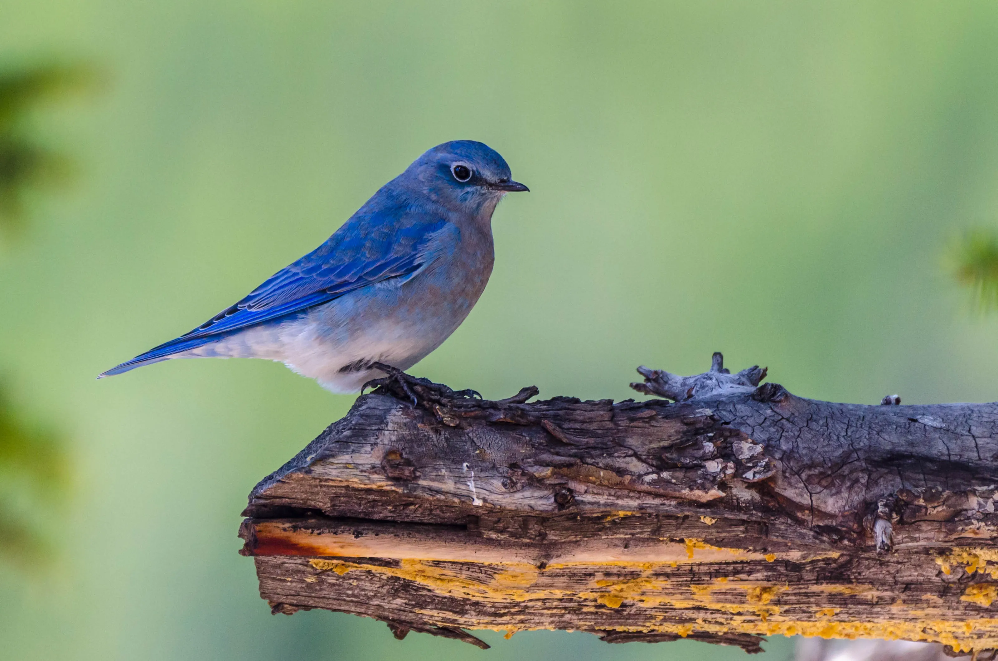 Mountain Bluebird
