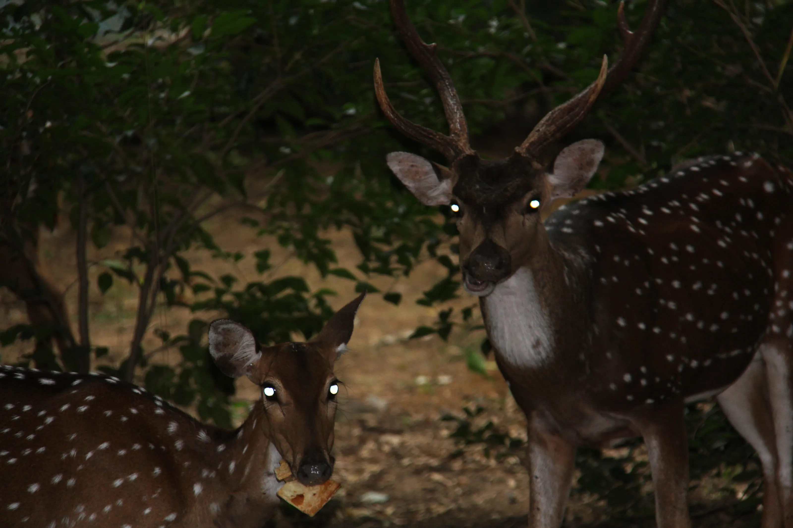spotted deer