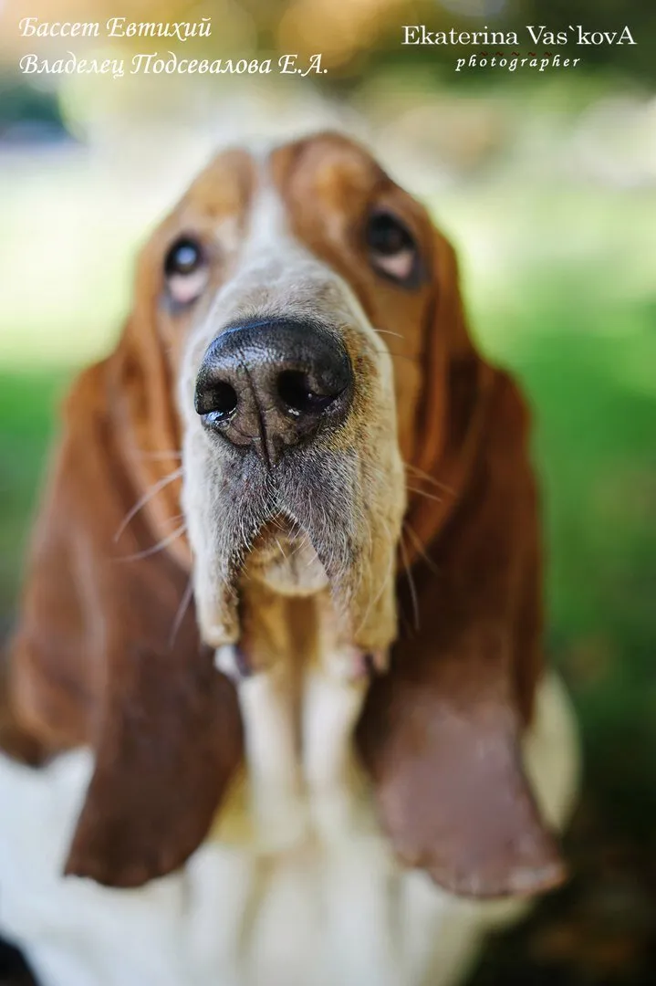 Basset