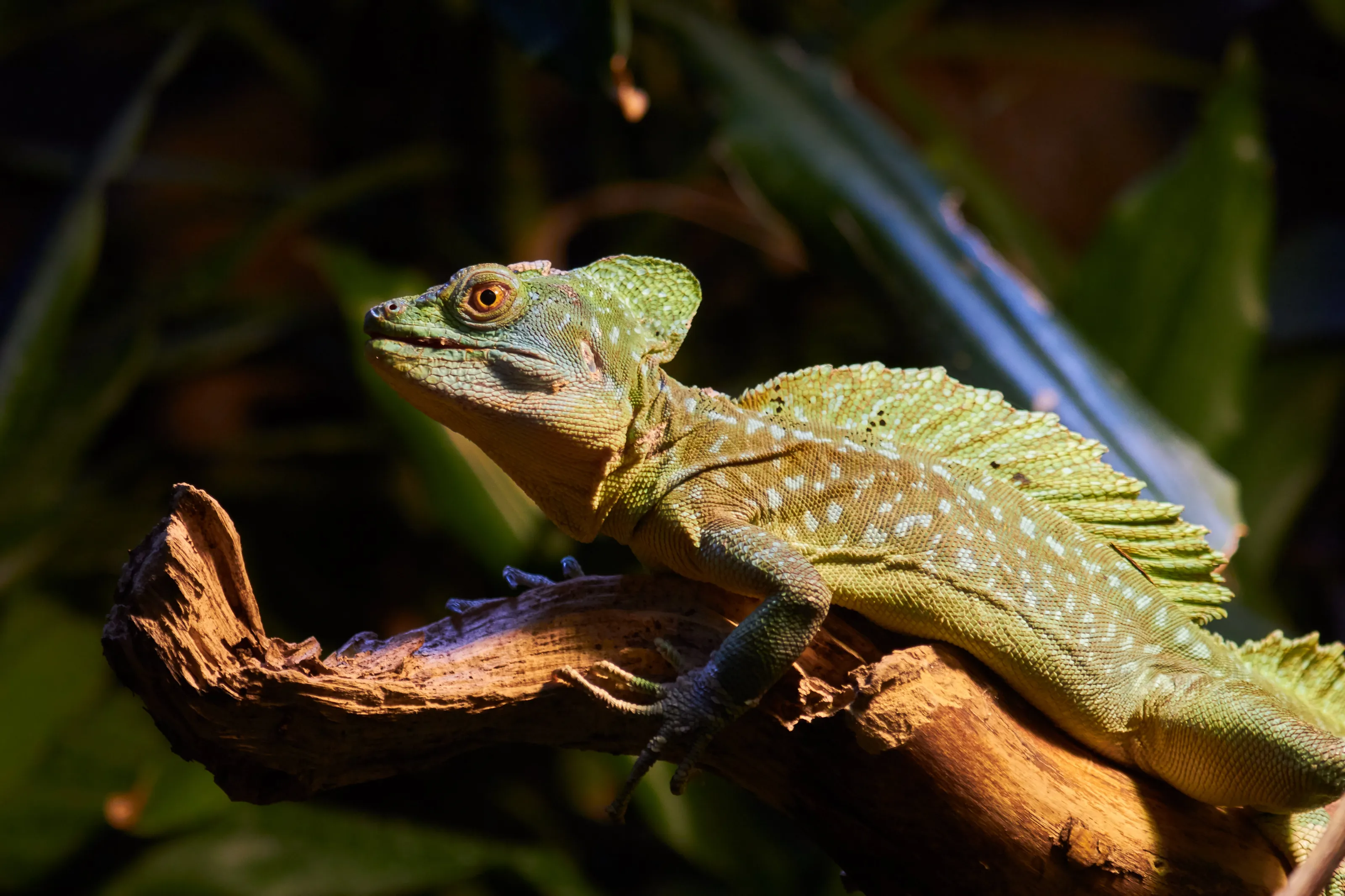 Lizard