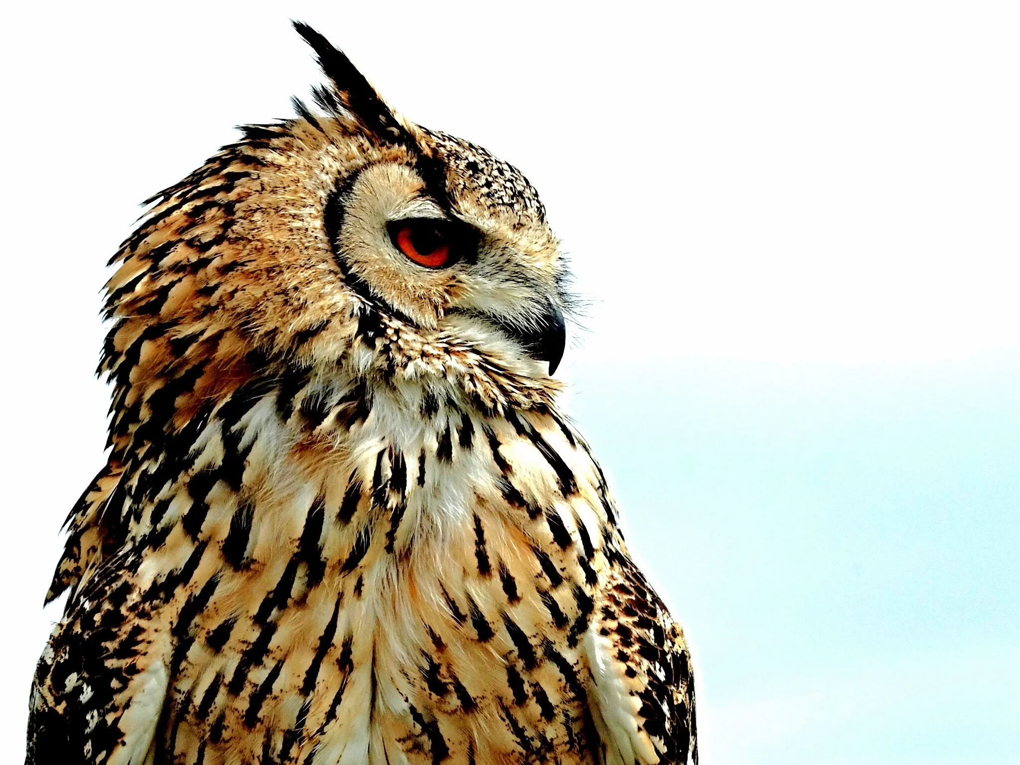 Eye of the Wise