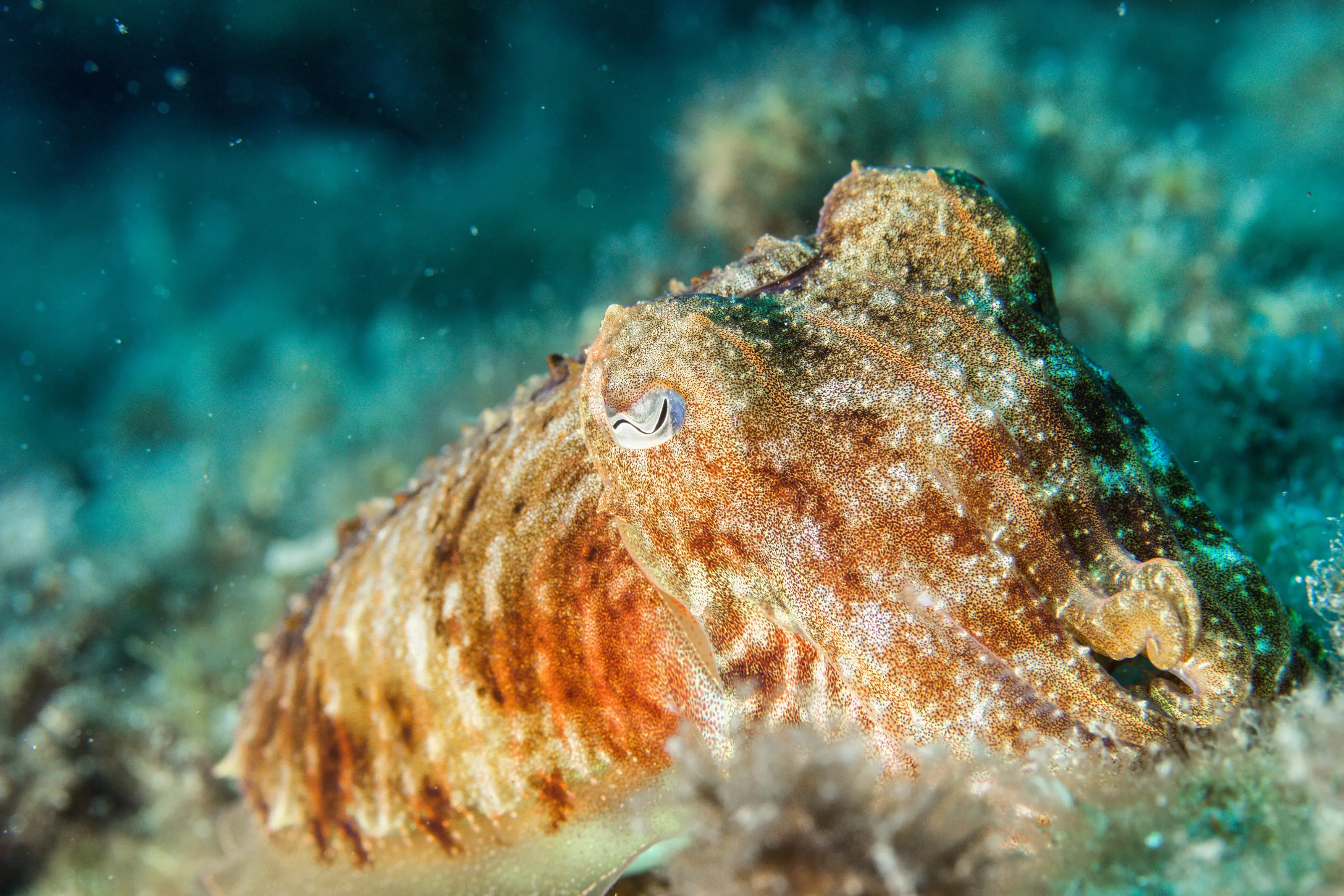 Cuttlefish, Lanzarote 2017