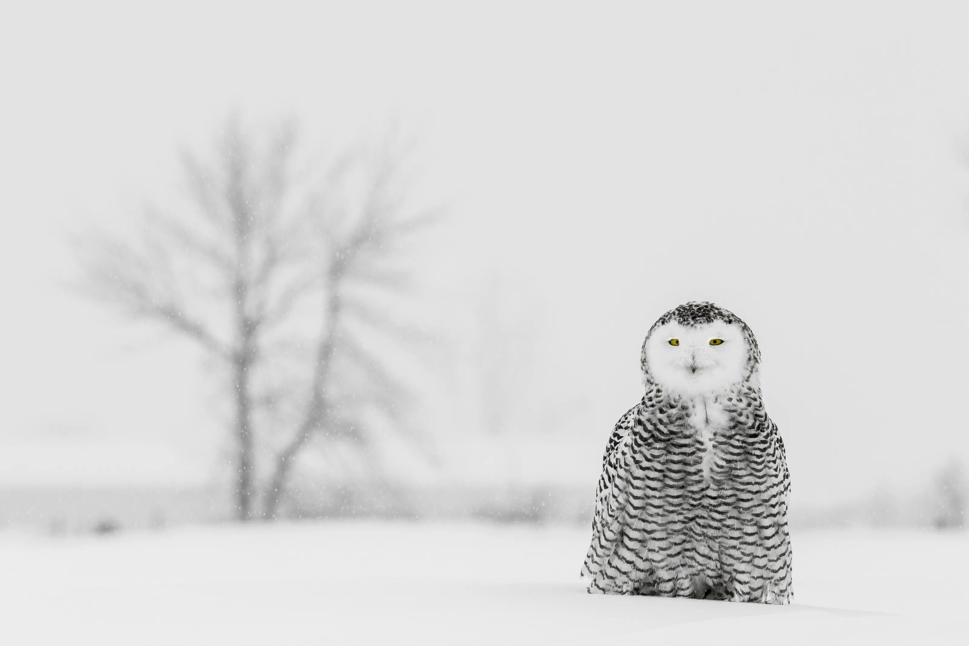 Snowy Owl