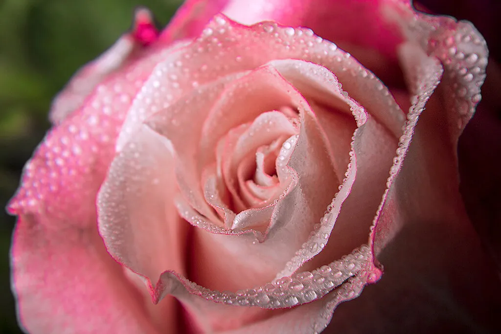 Pink Rose