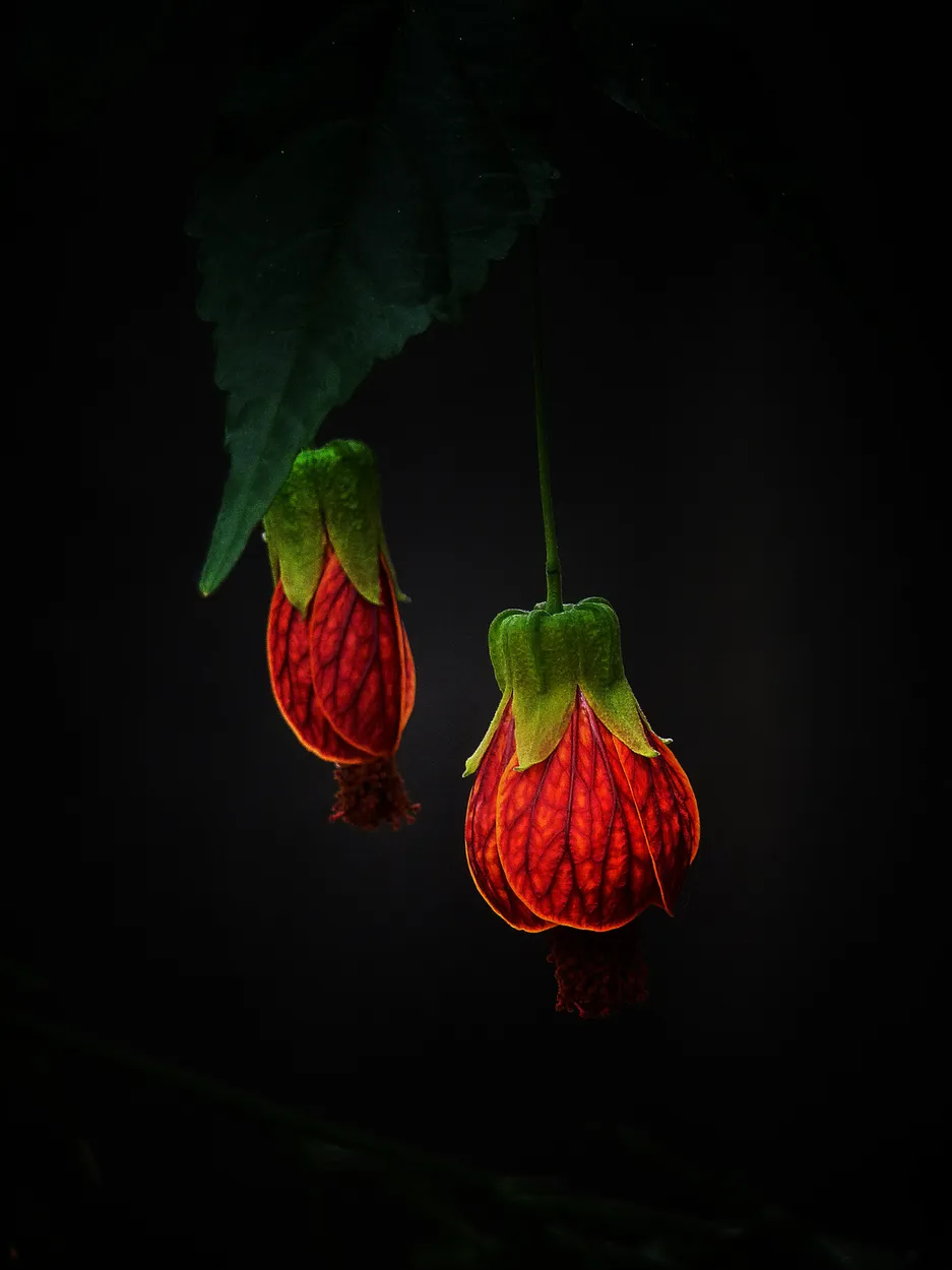 Entry 12011272
