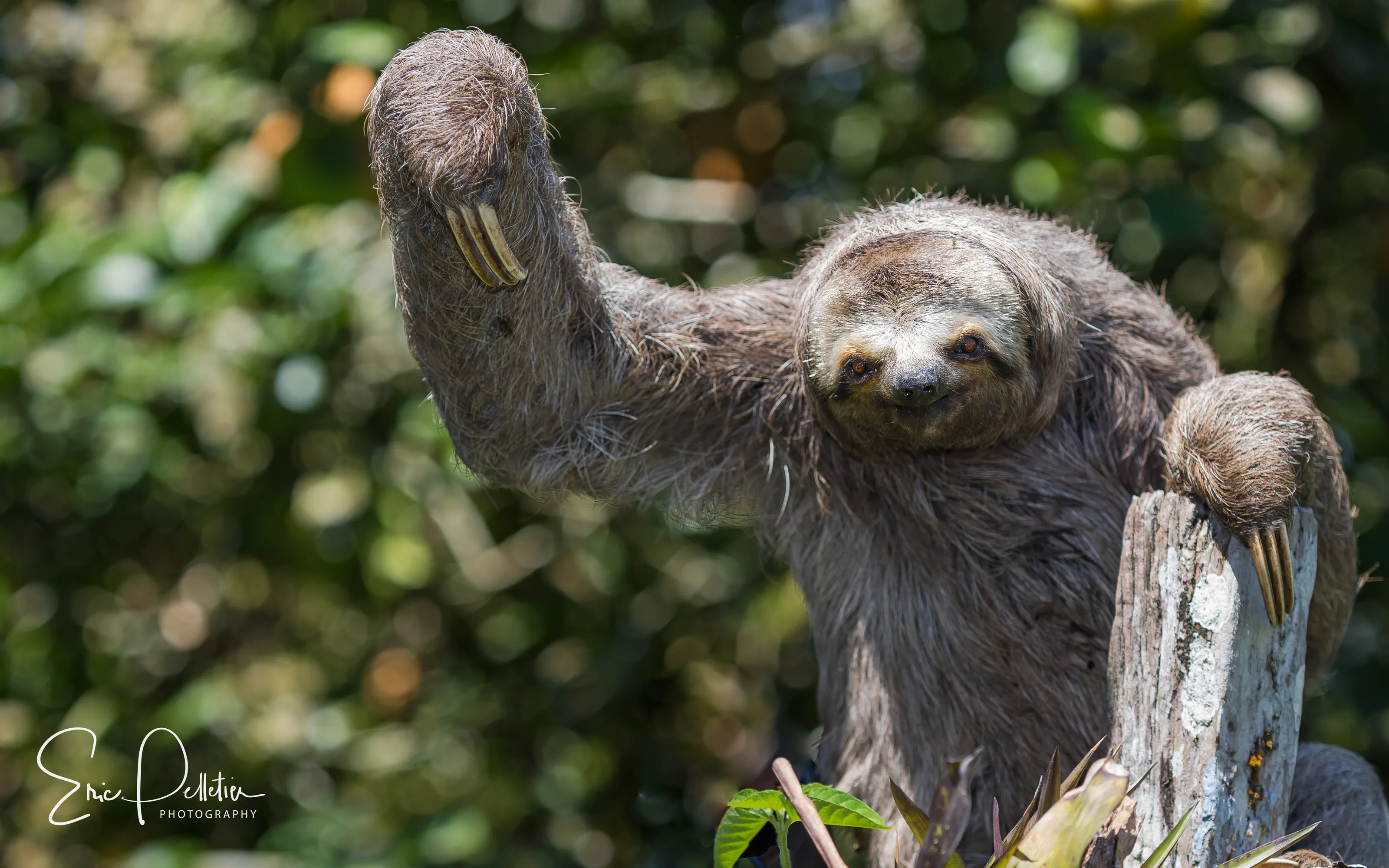 3 toed waving goodbye