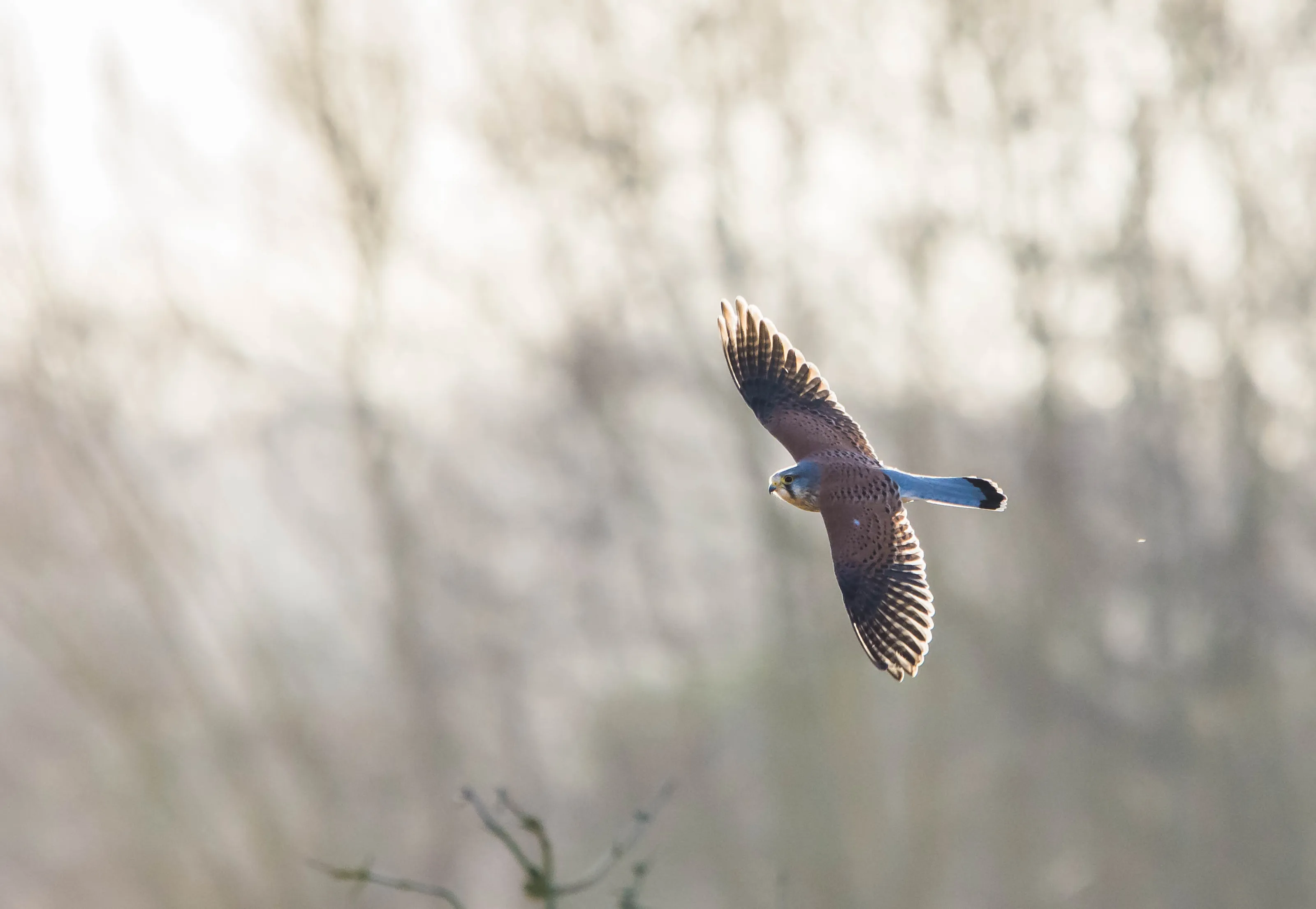 Glowing Male Kestrel in flight
