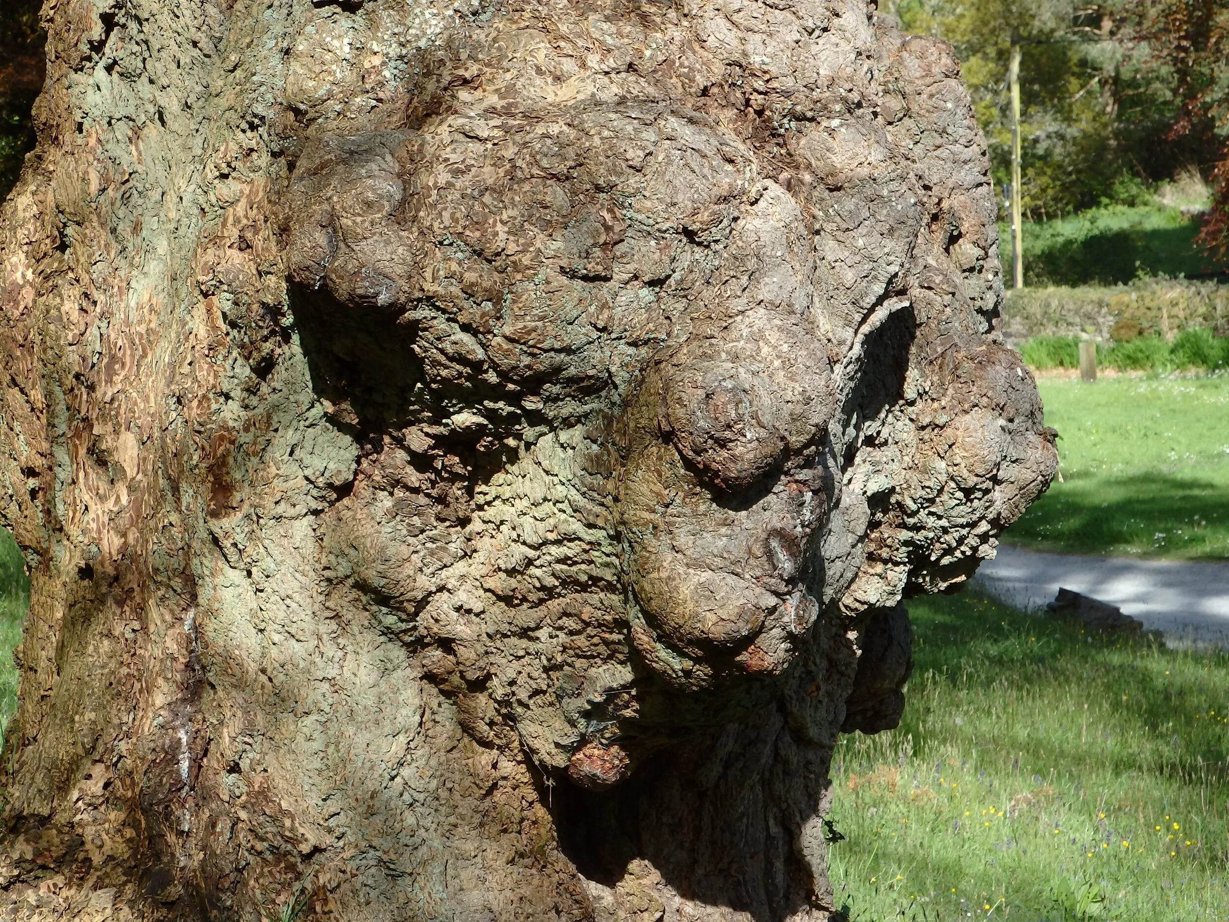 Could be prehistoric!