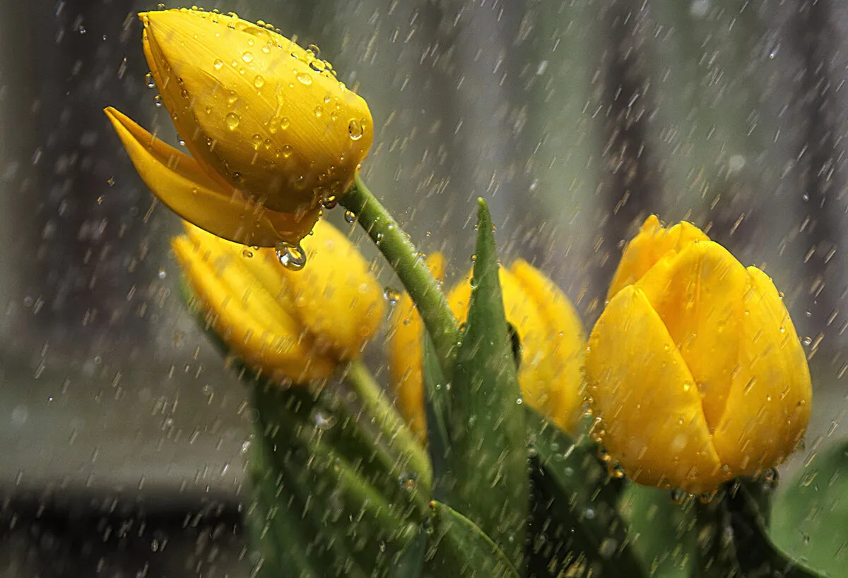 Dripping in the Rain
