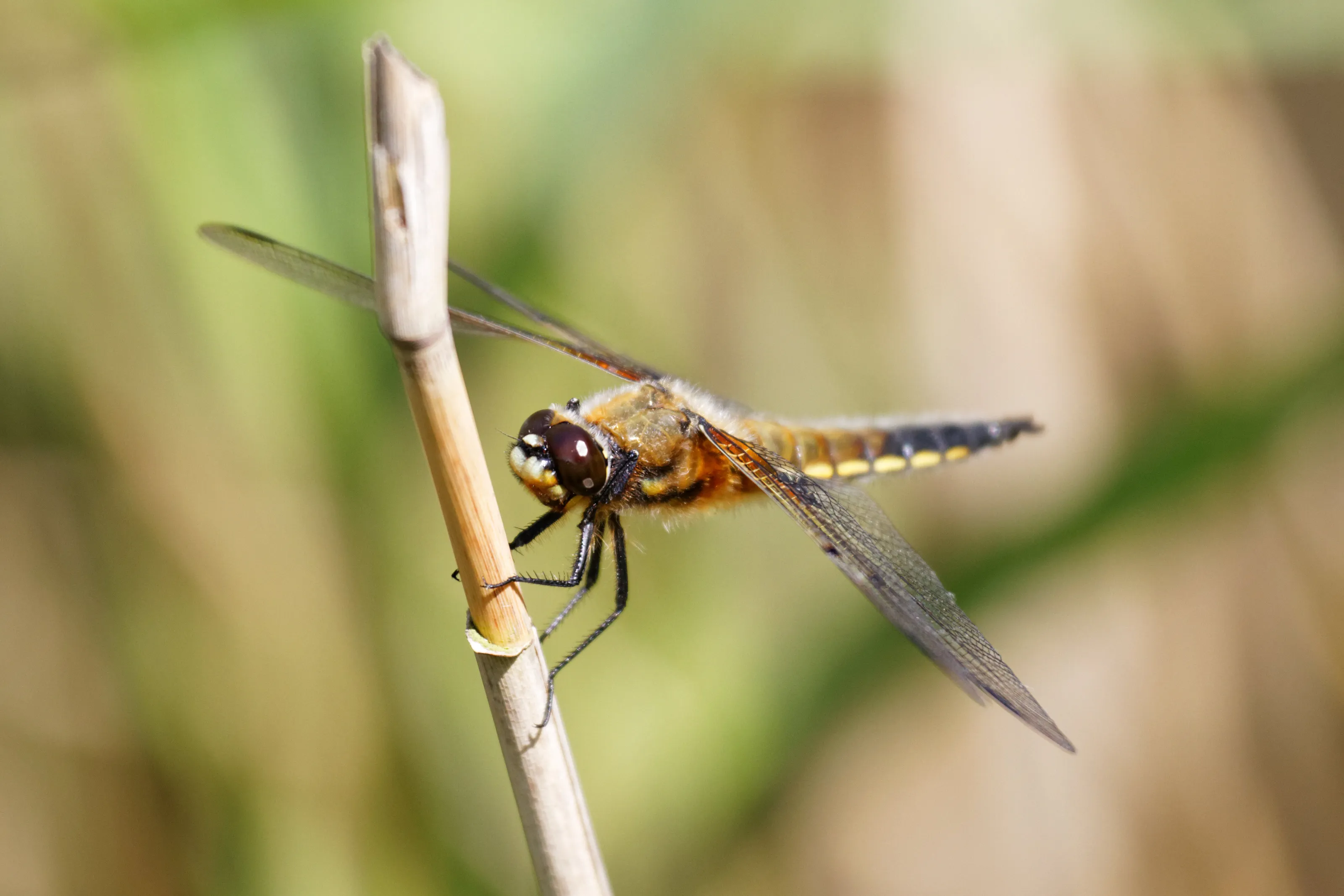 Four Spotted Chaser