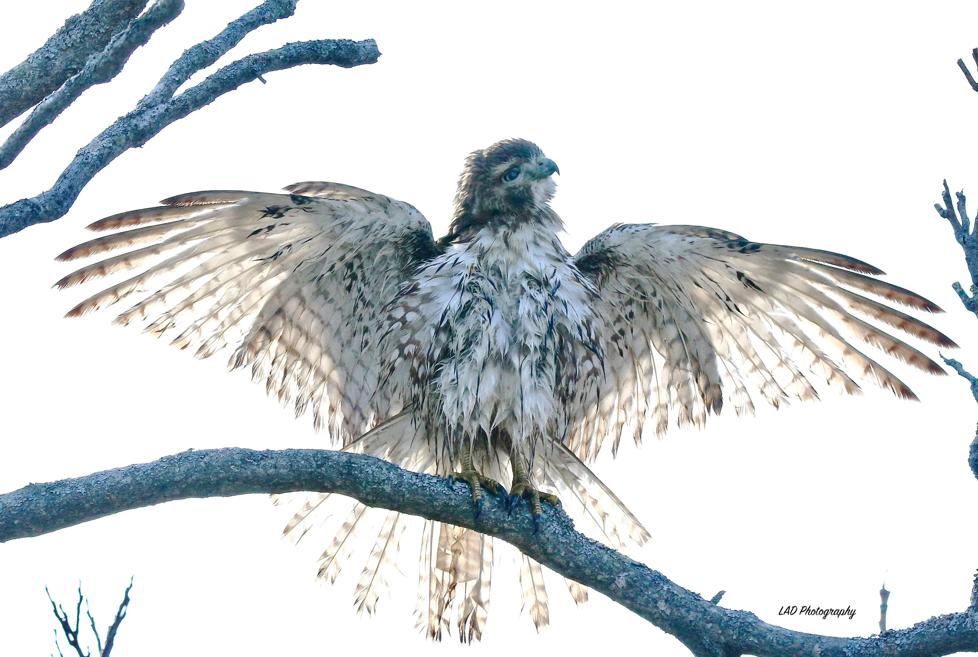 The Swimming Red Tail Hawk.