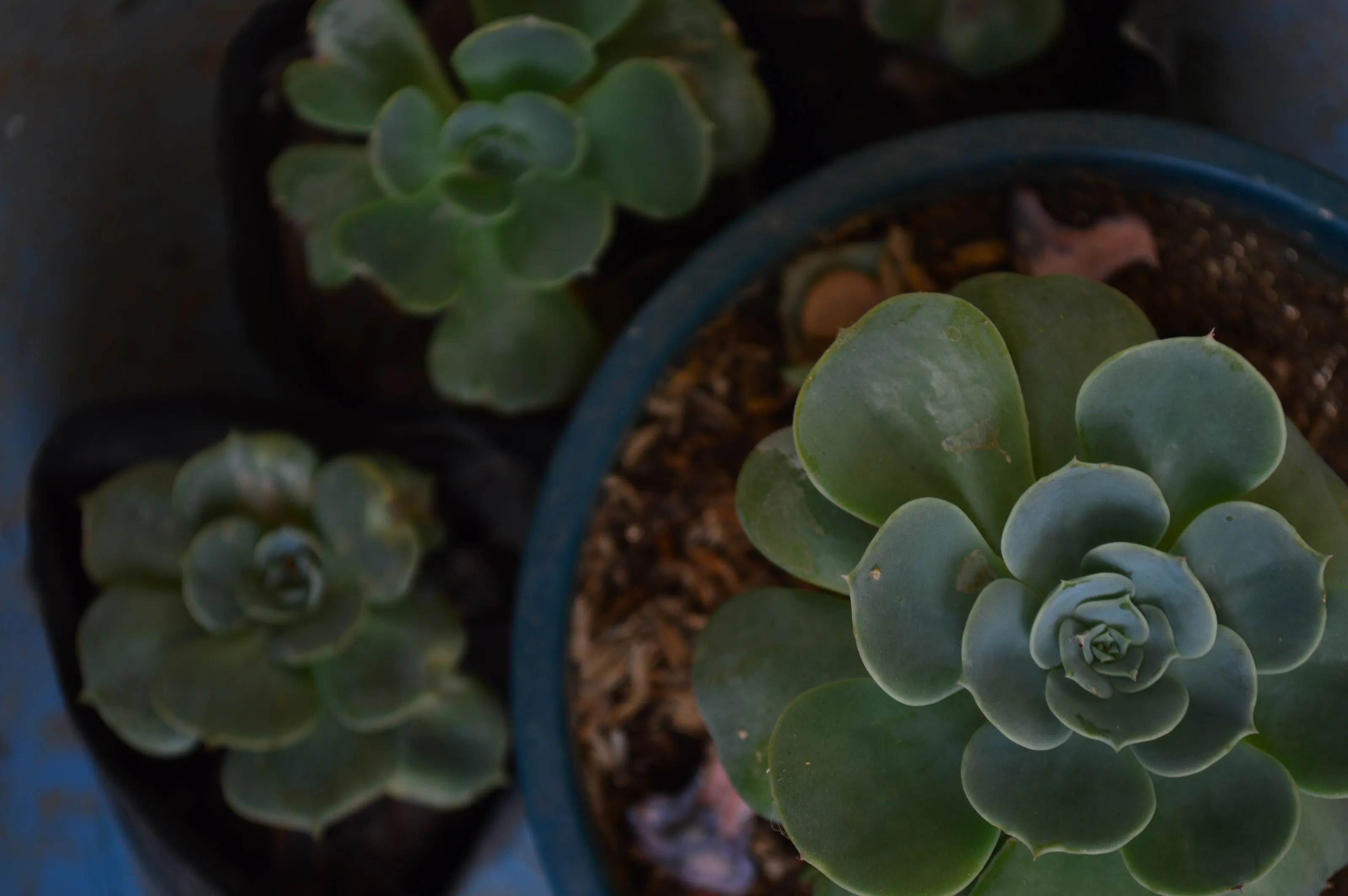 Succulents