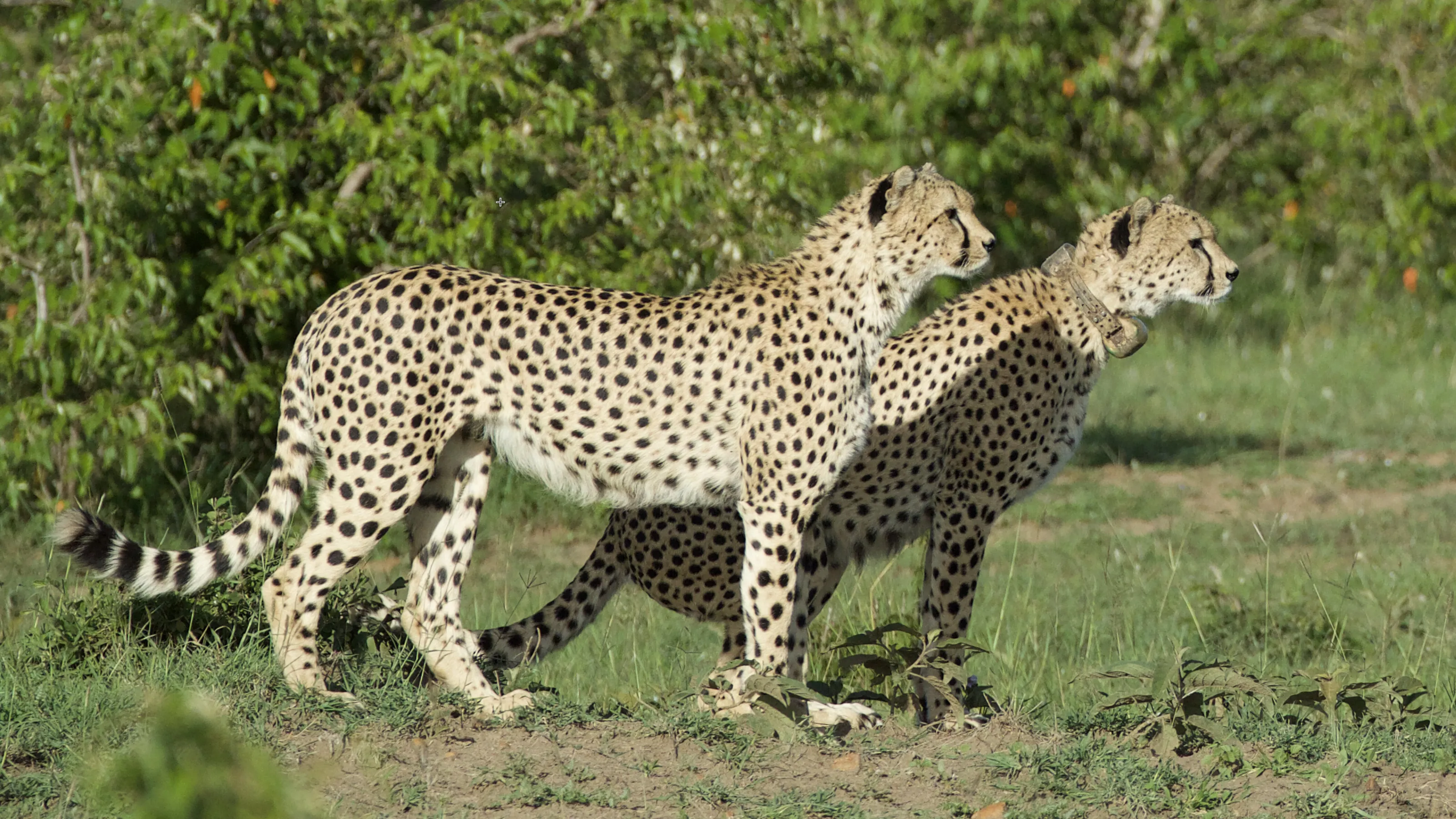 masai mara