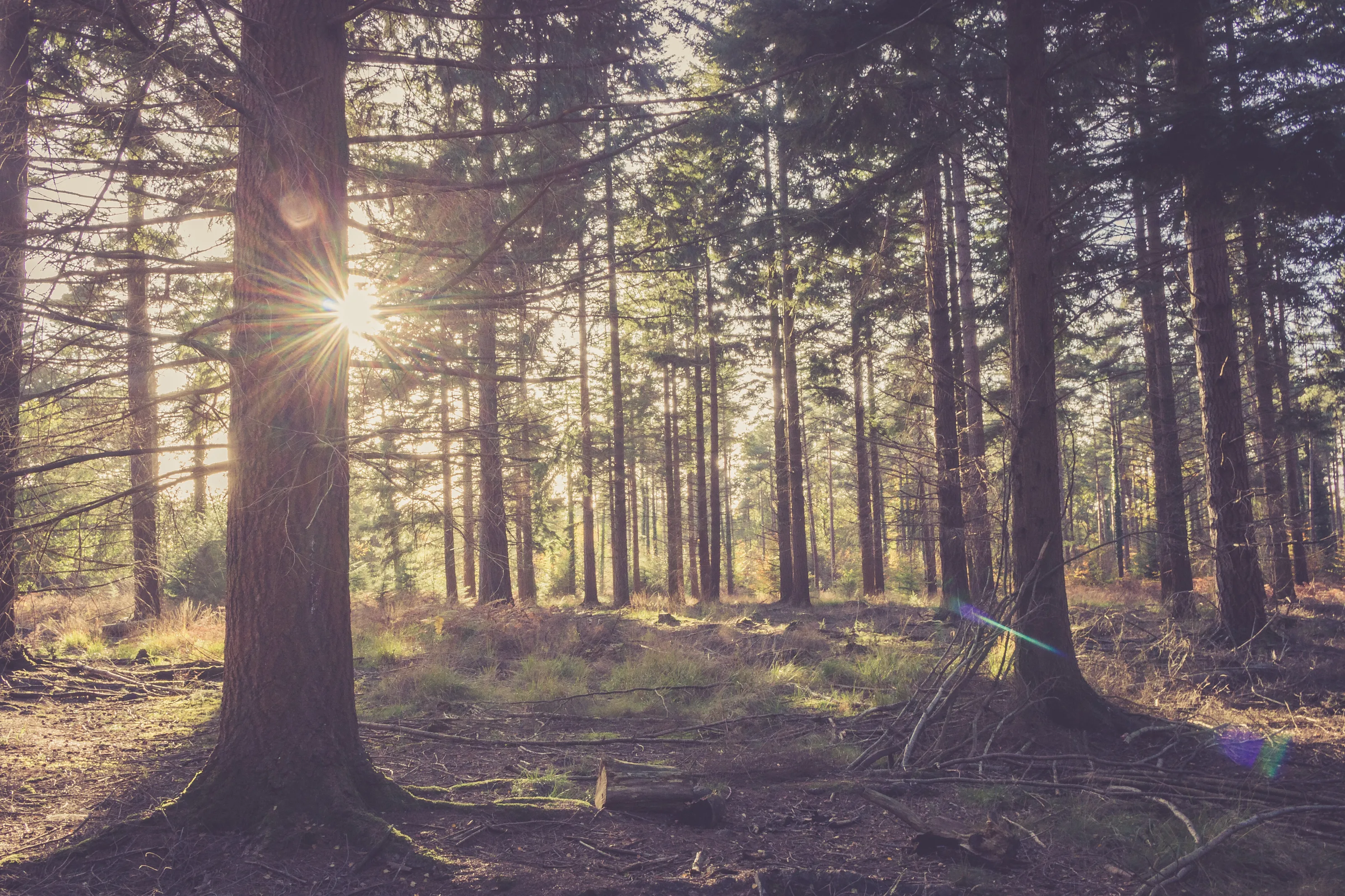 Evening in the New Forest