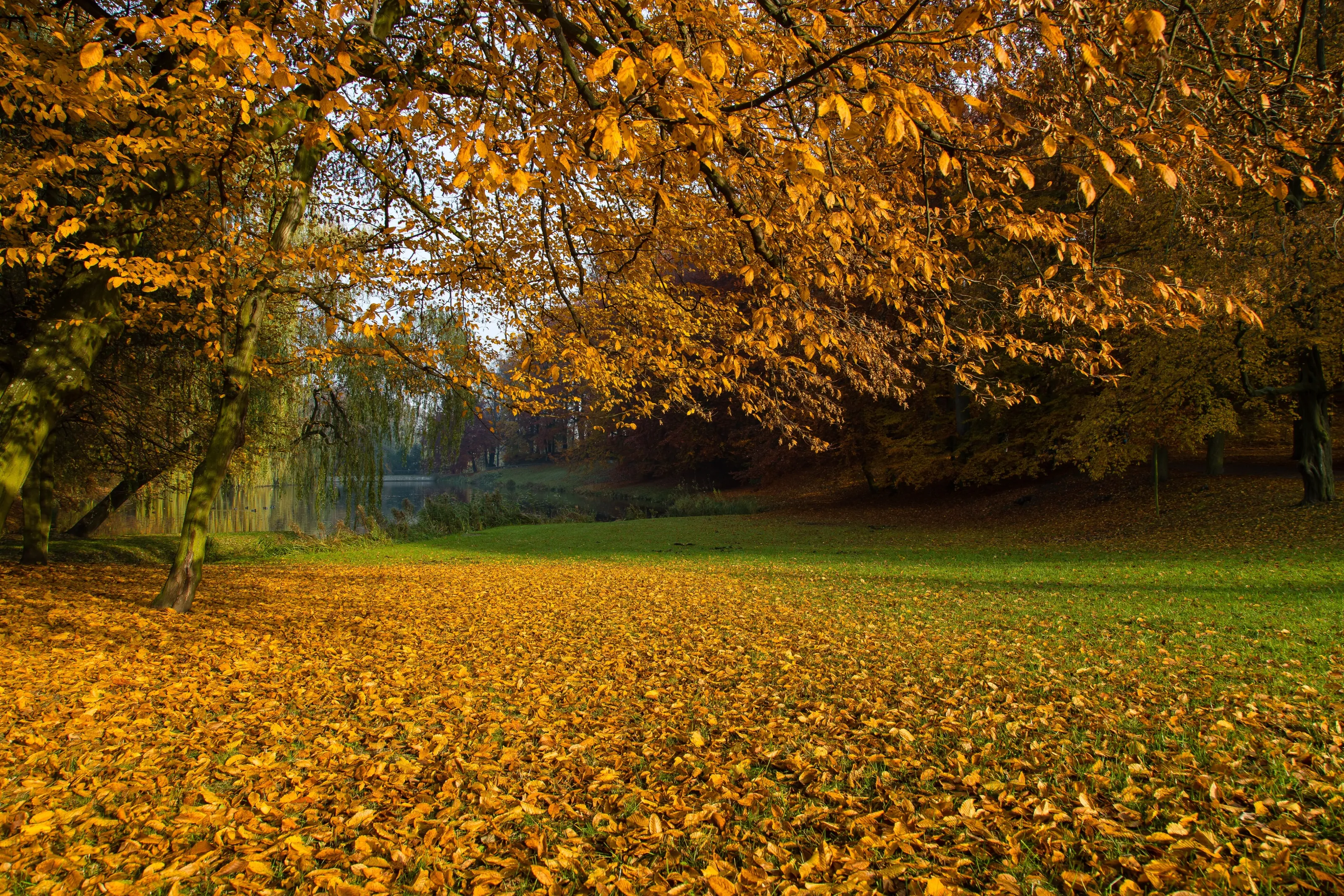Colourfull Autumn