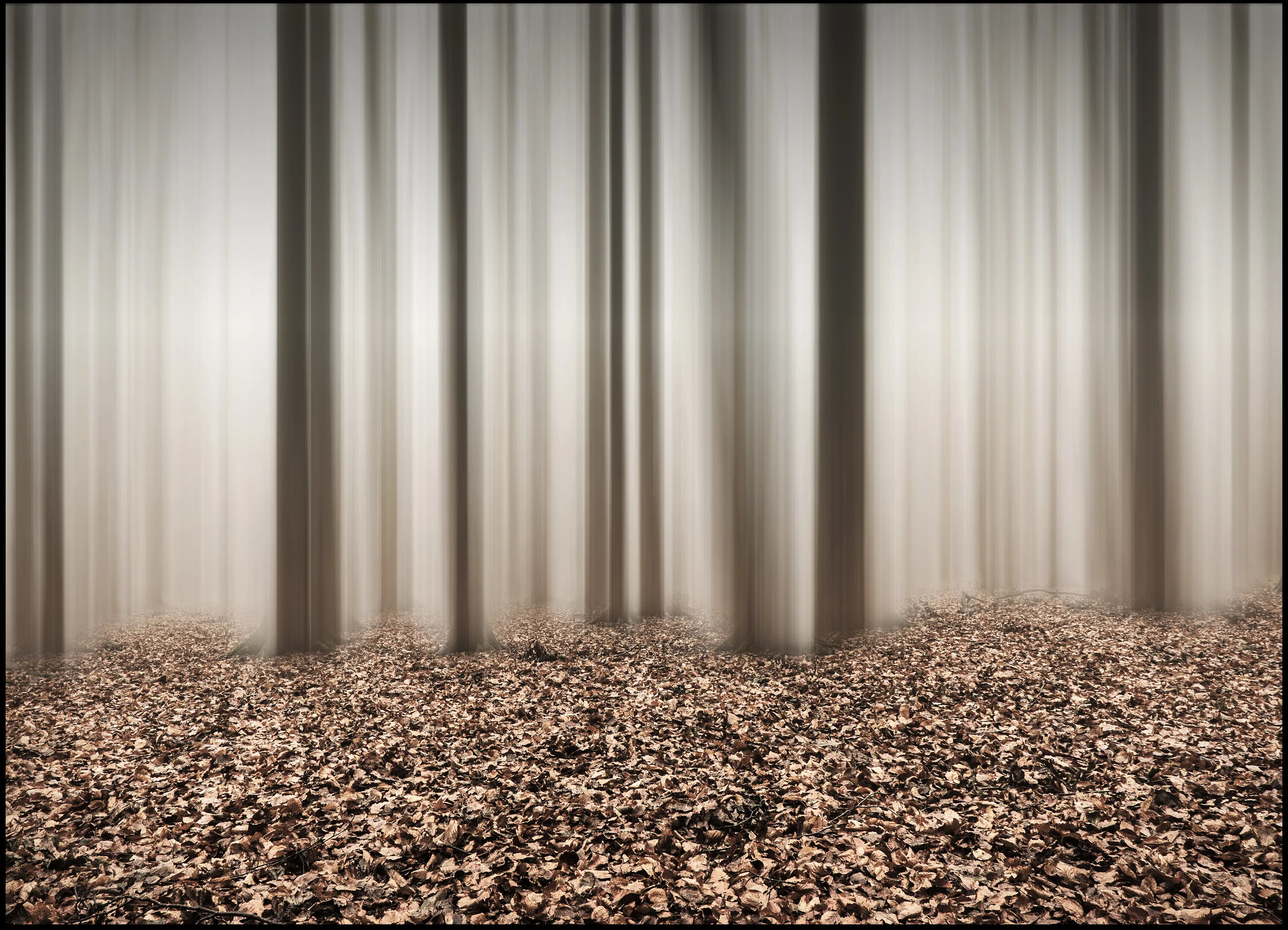 Lansdown woods (motion blurr)