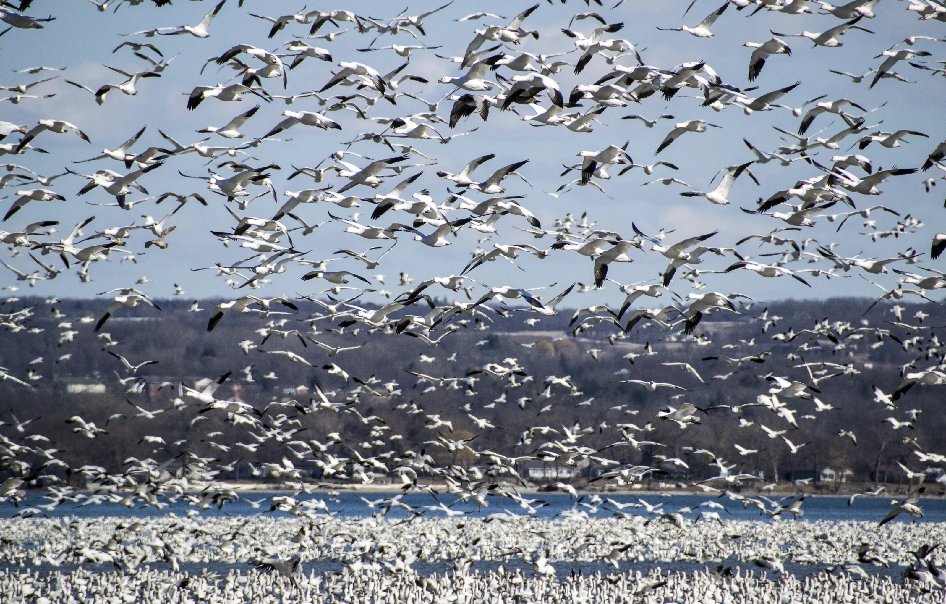 Snow Goose