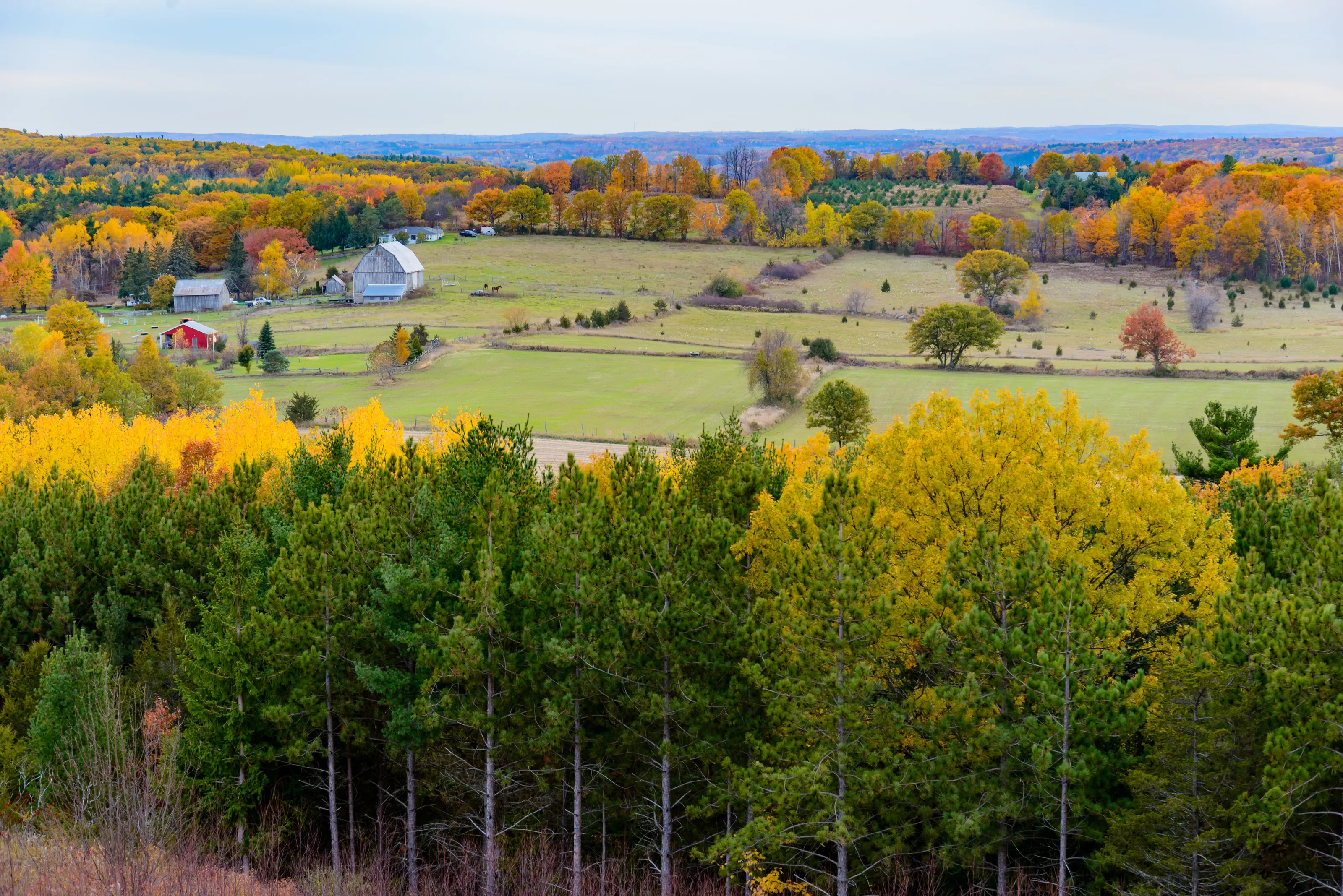 Fall Colours