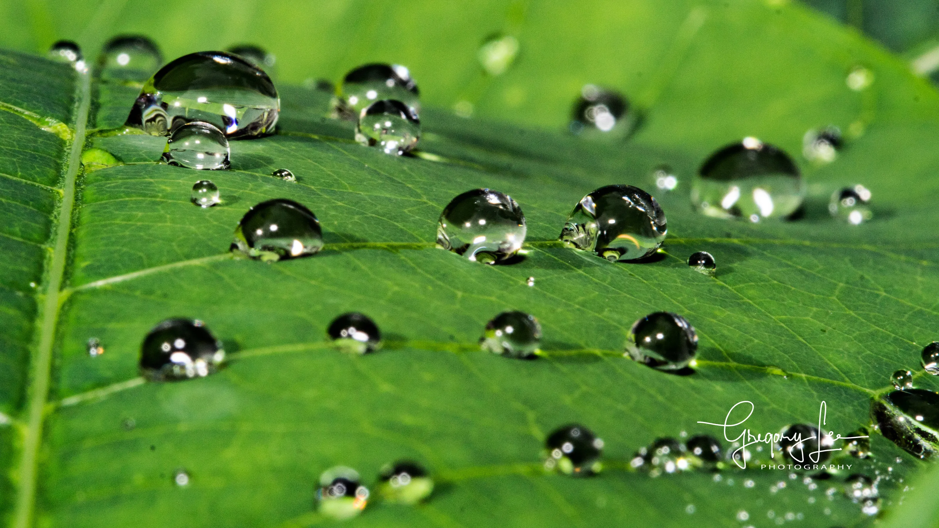 Morning Dew