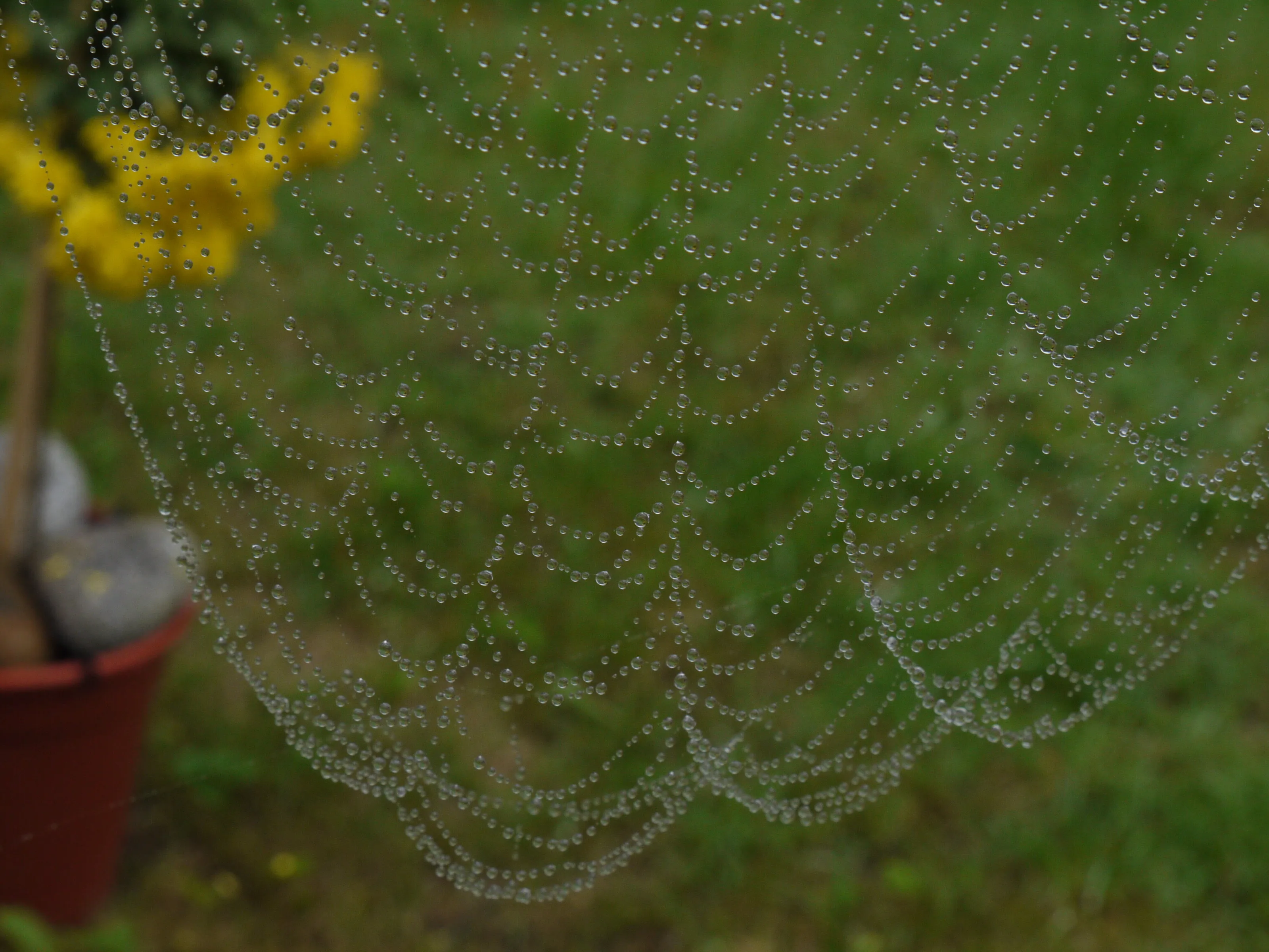 the world wide web