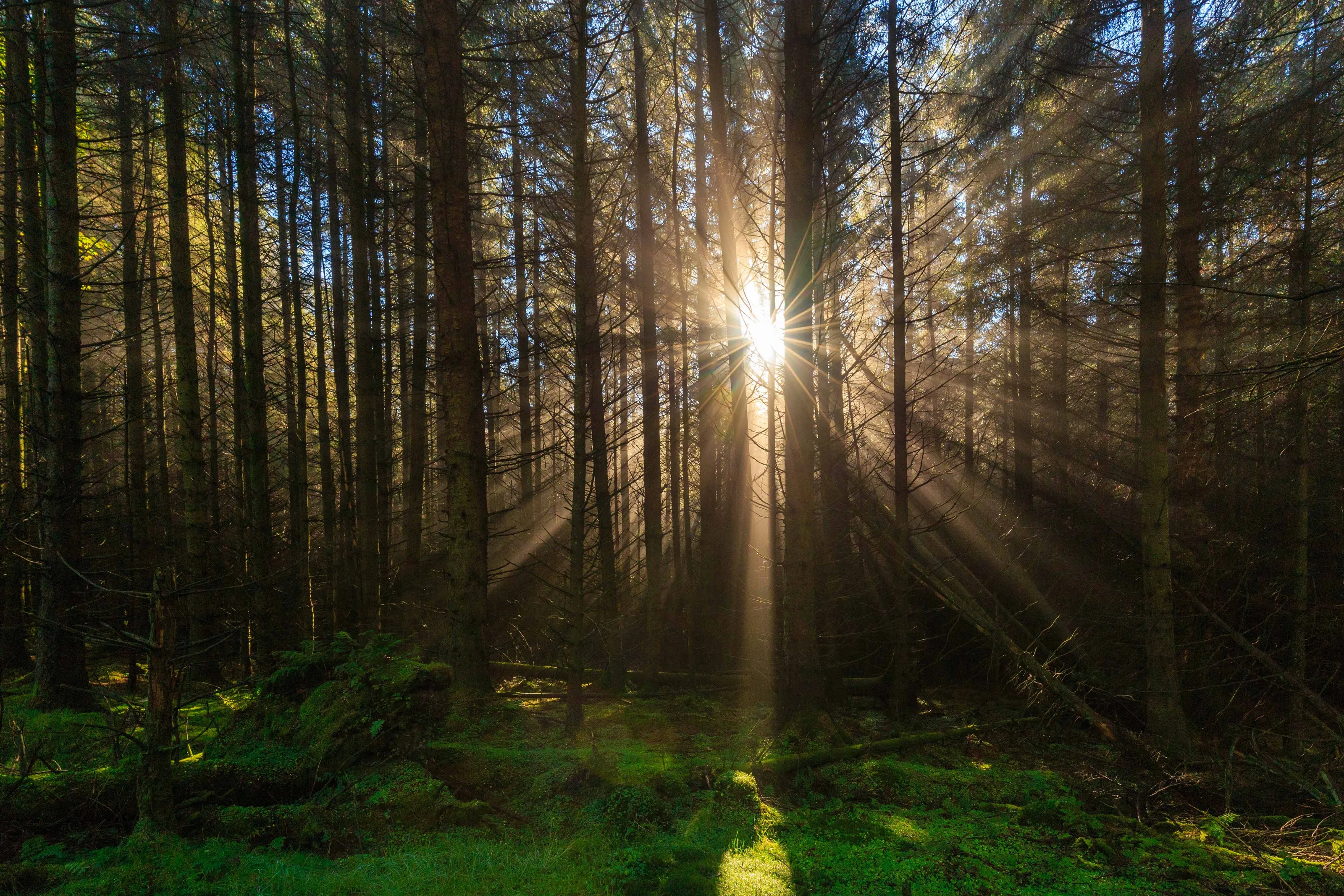 Whinlatter Forest Winter Sunlight