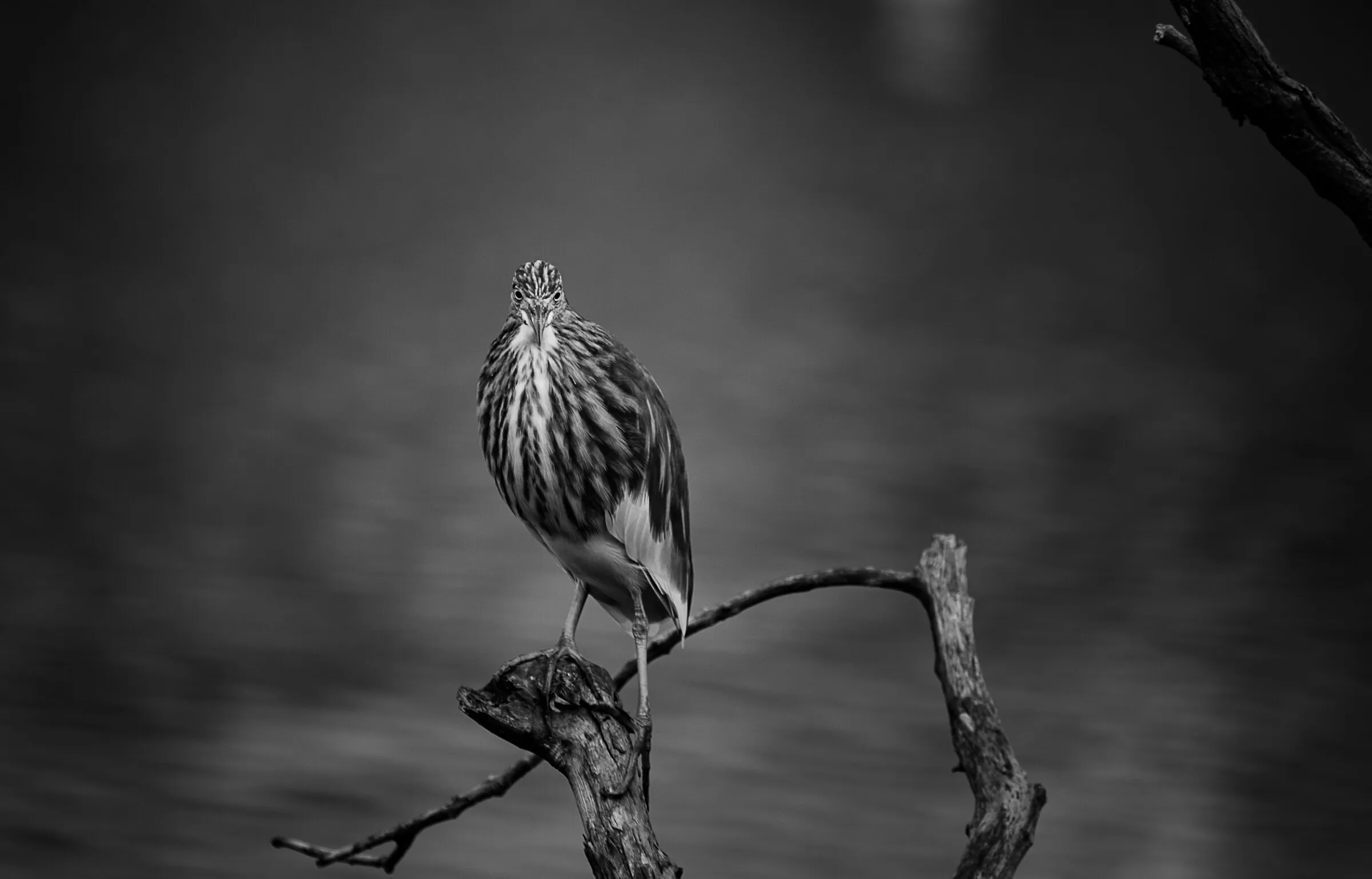 eye to eye with night heron