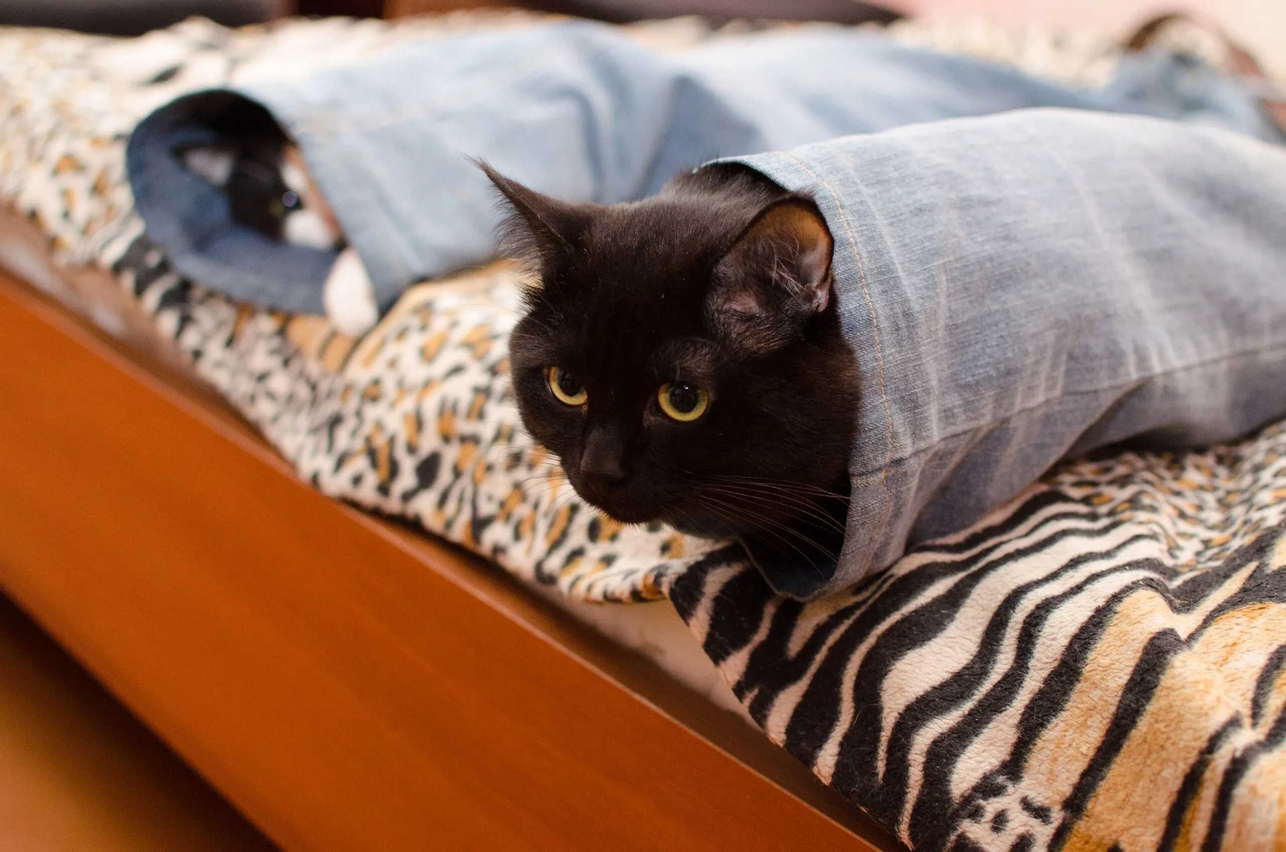 Pet care