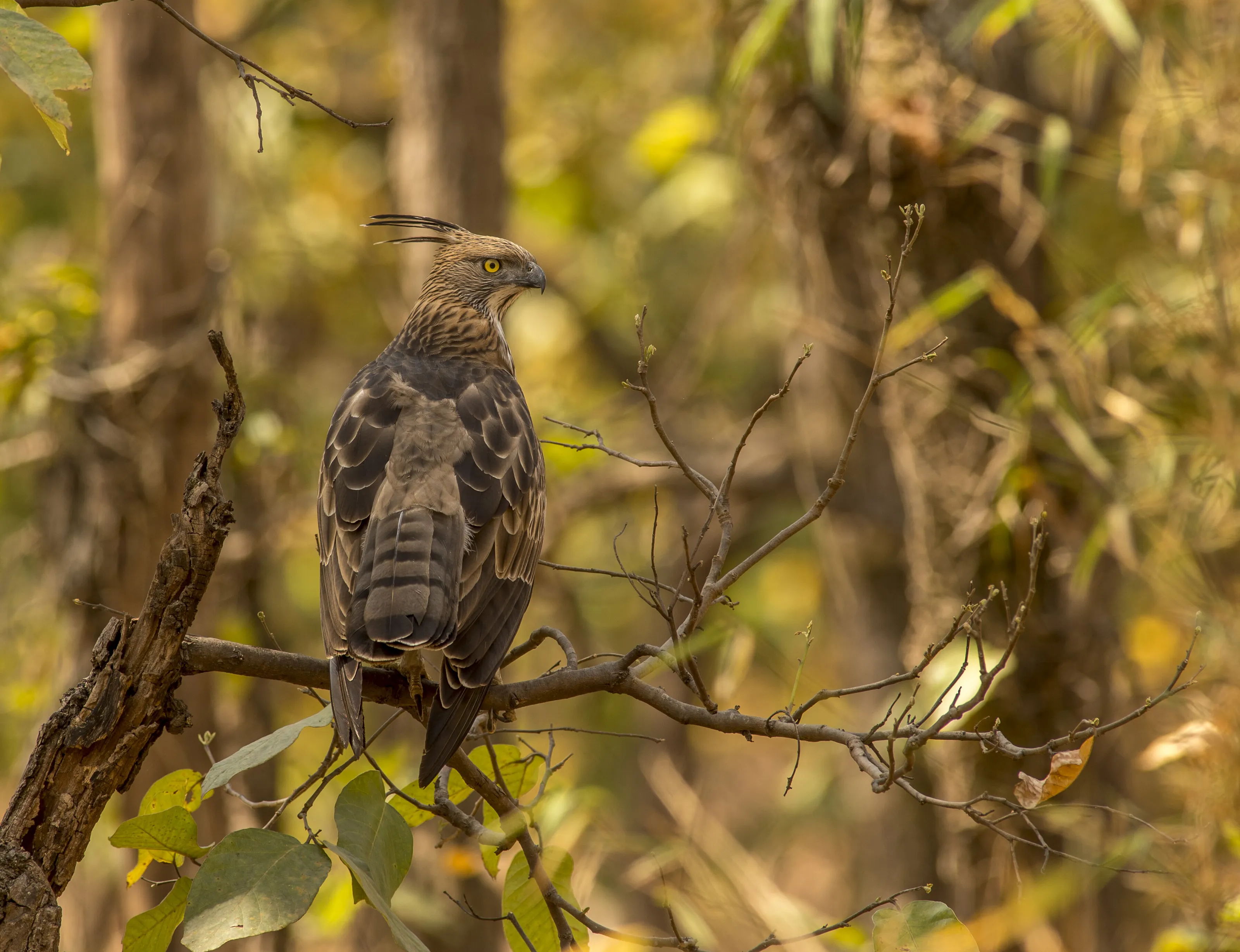 Crested or Changeable Hawk Eagle