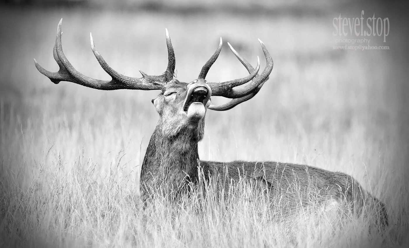 Laughing Stag