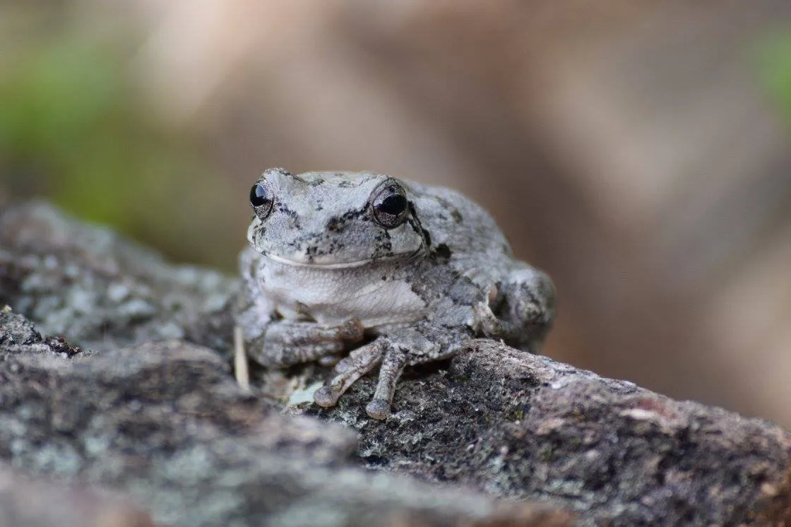 Frog Prince