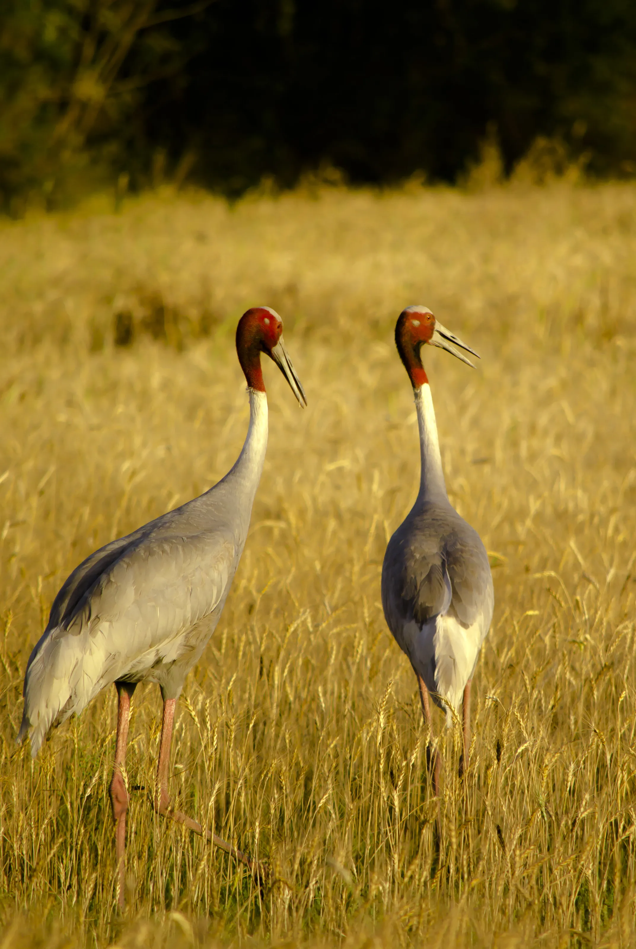 Saras Crane