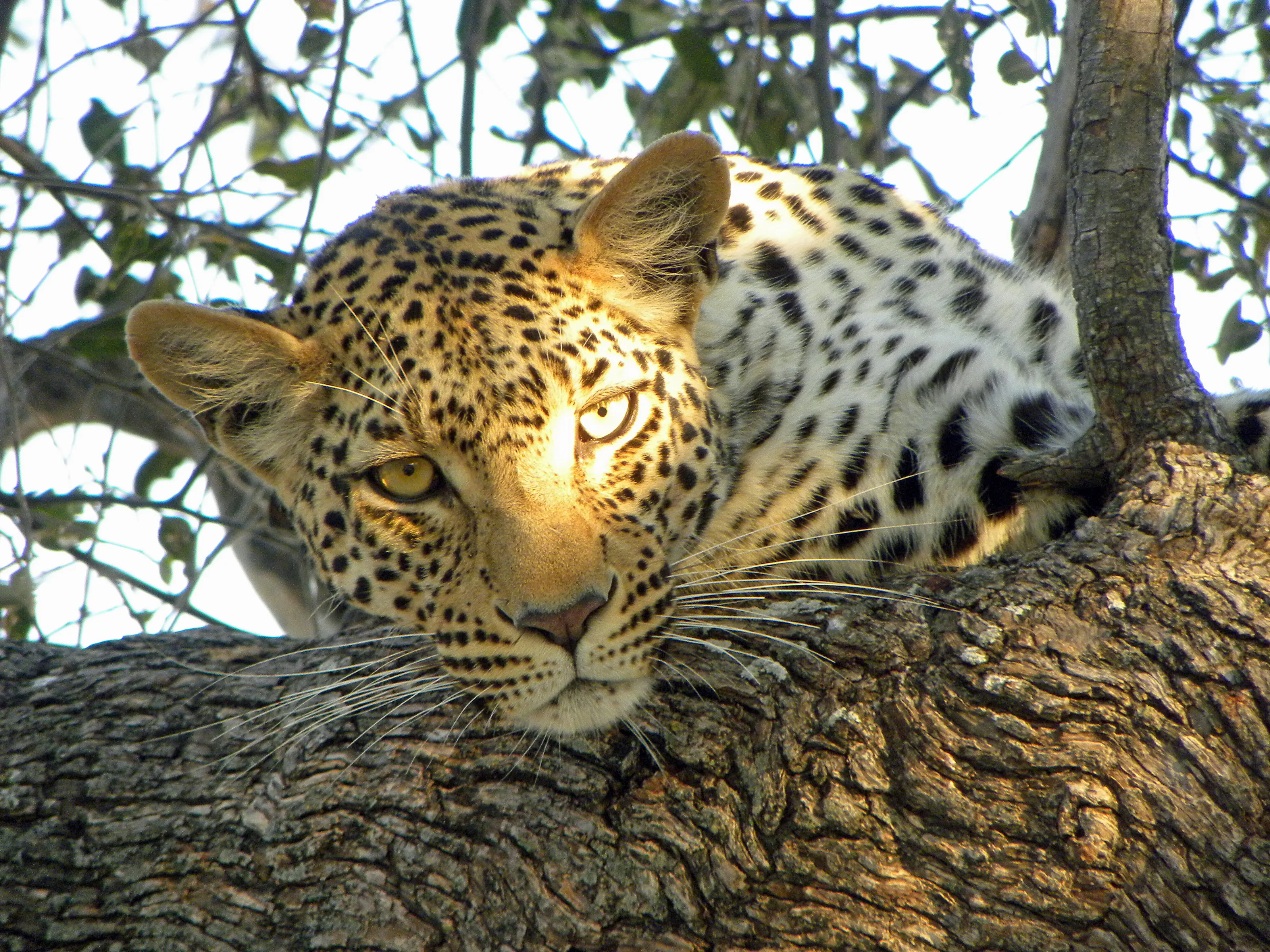 Leopard in the evening sun
