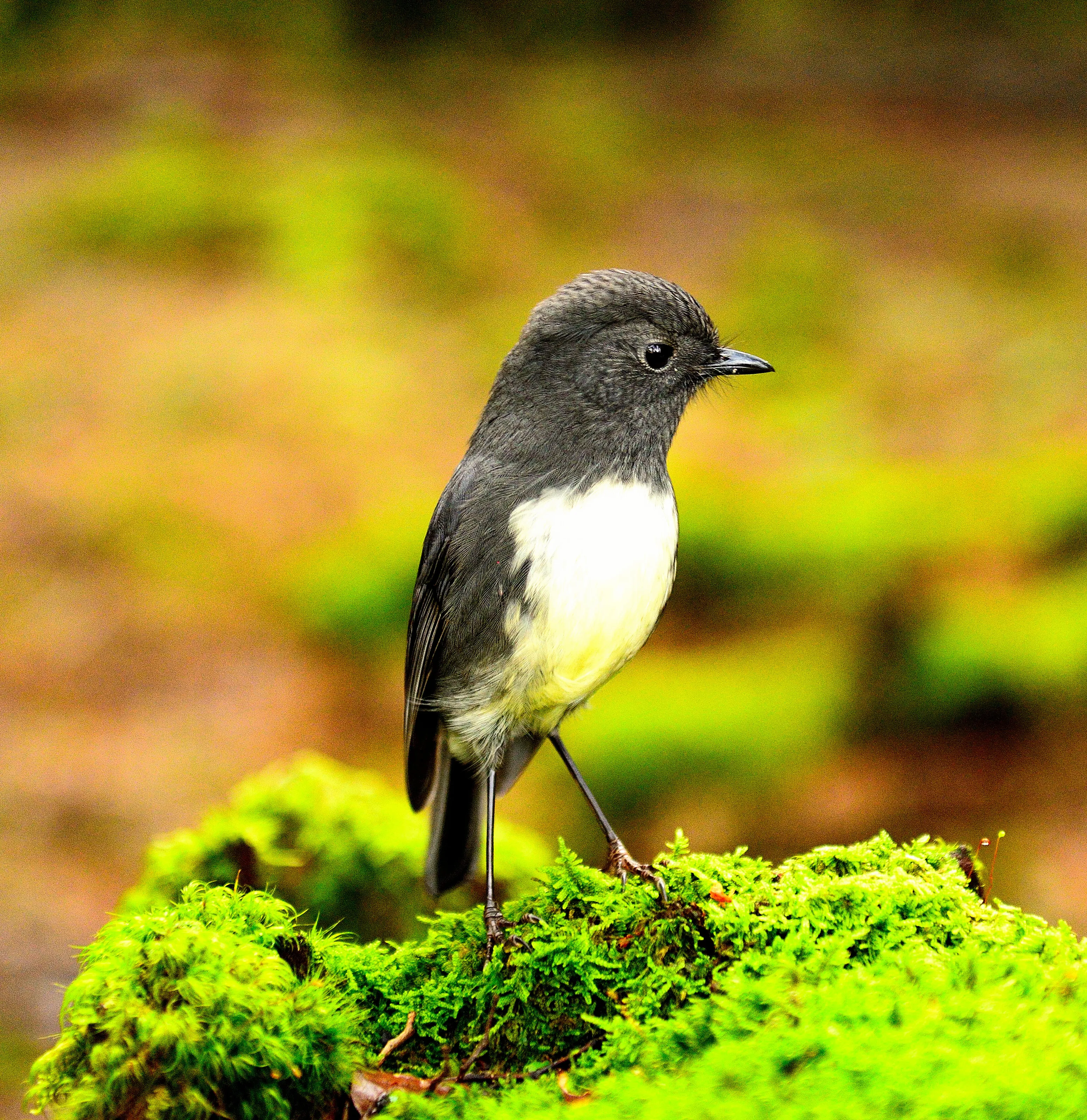 Bush Robin
