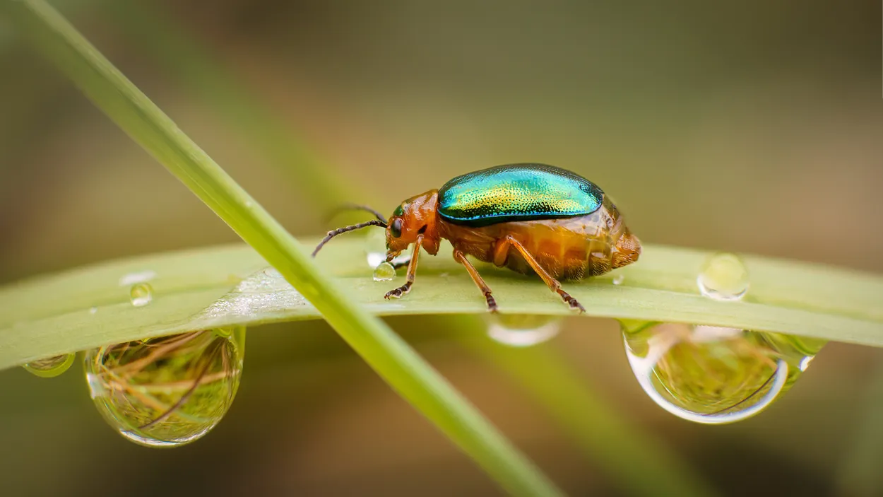 Entry 167568