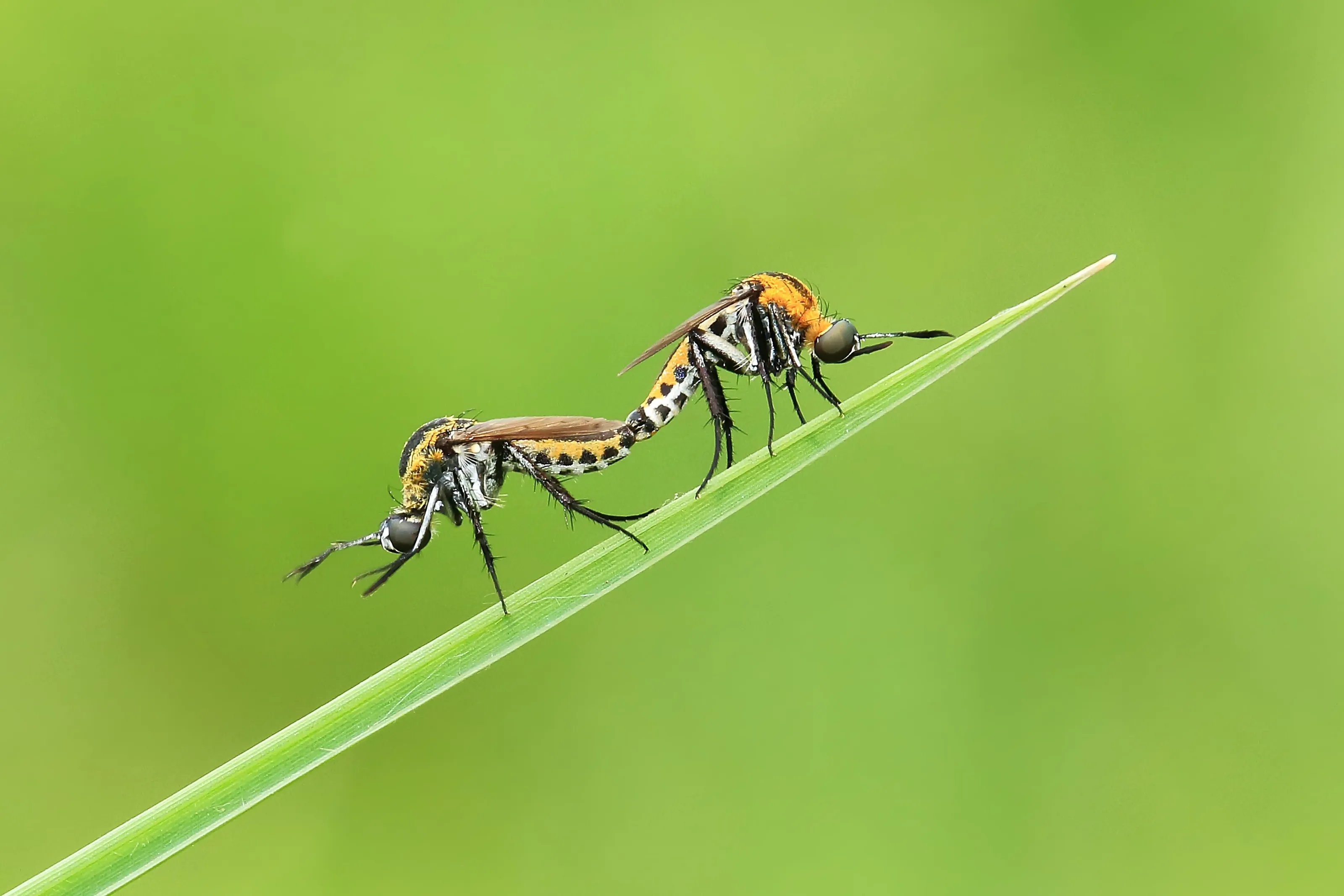 Toxophora amphitea