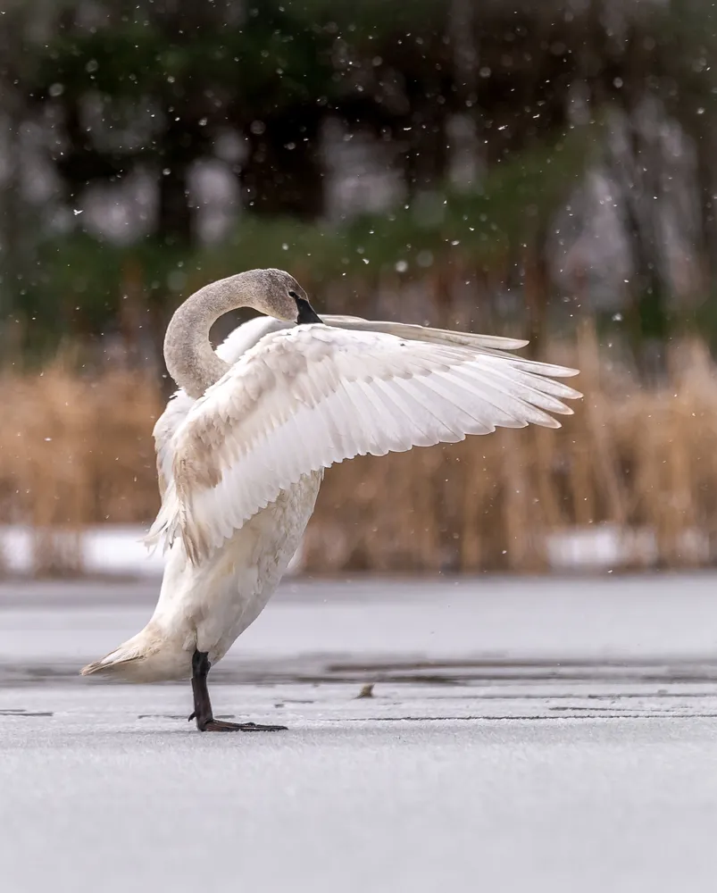 Snowy Swan