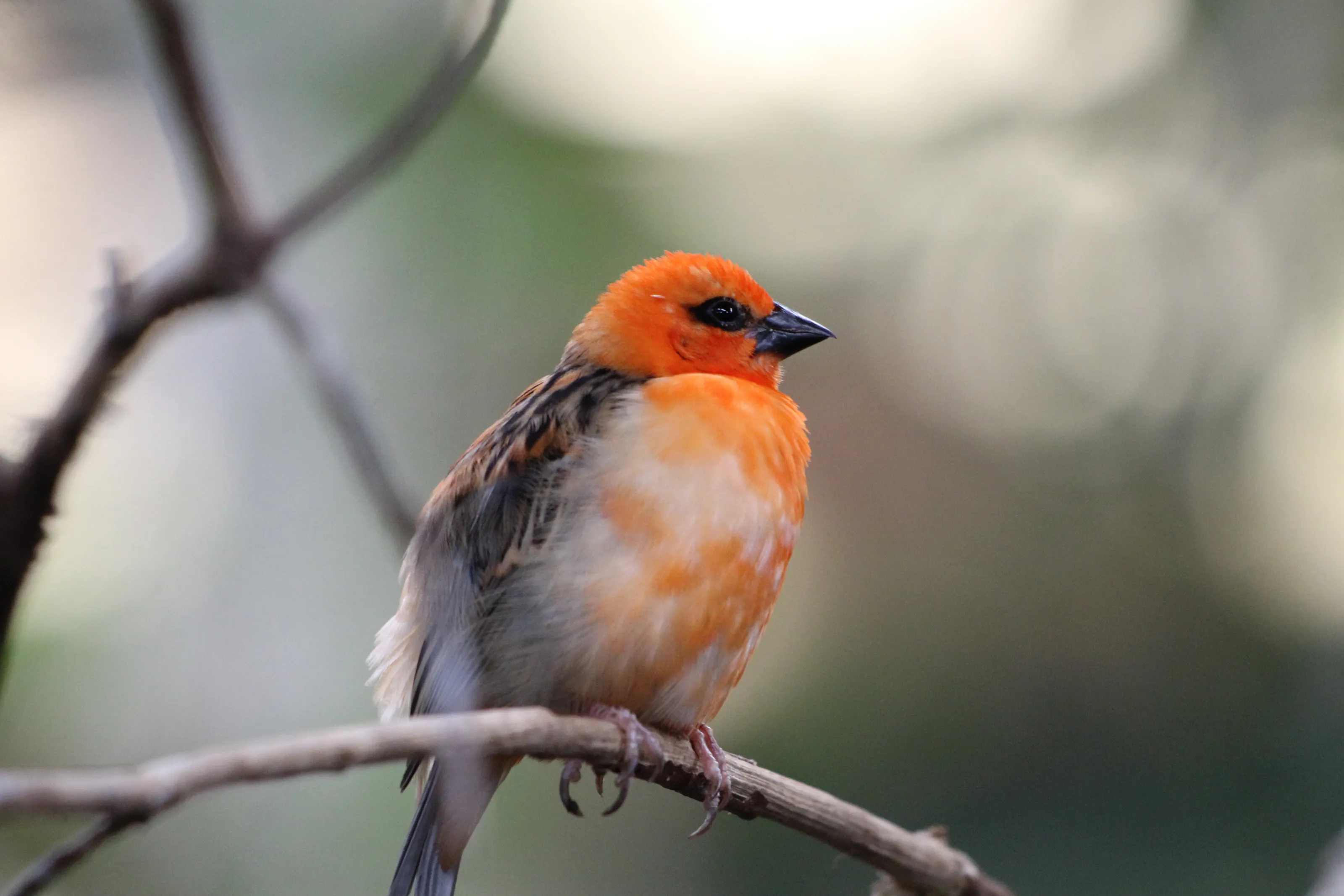 Orange bird