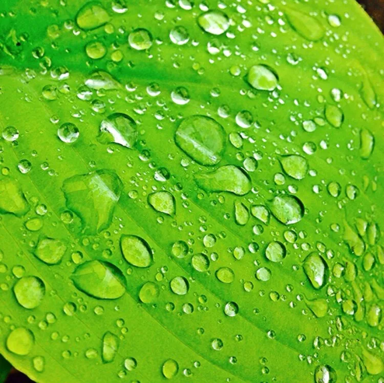 Rain Drops