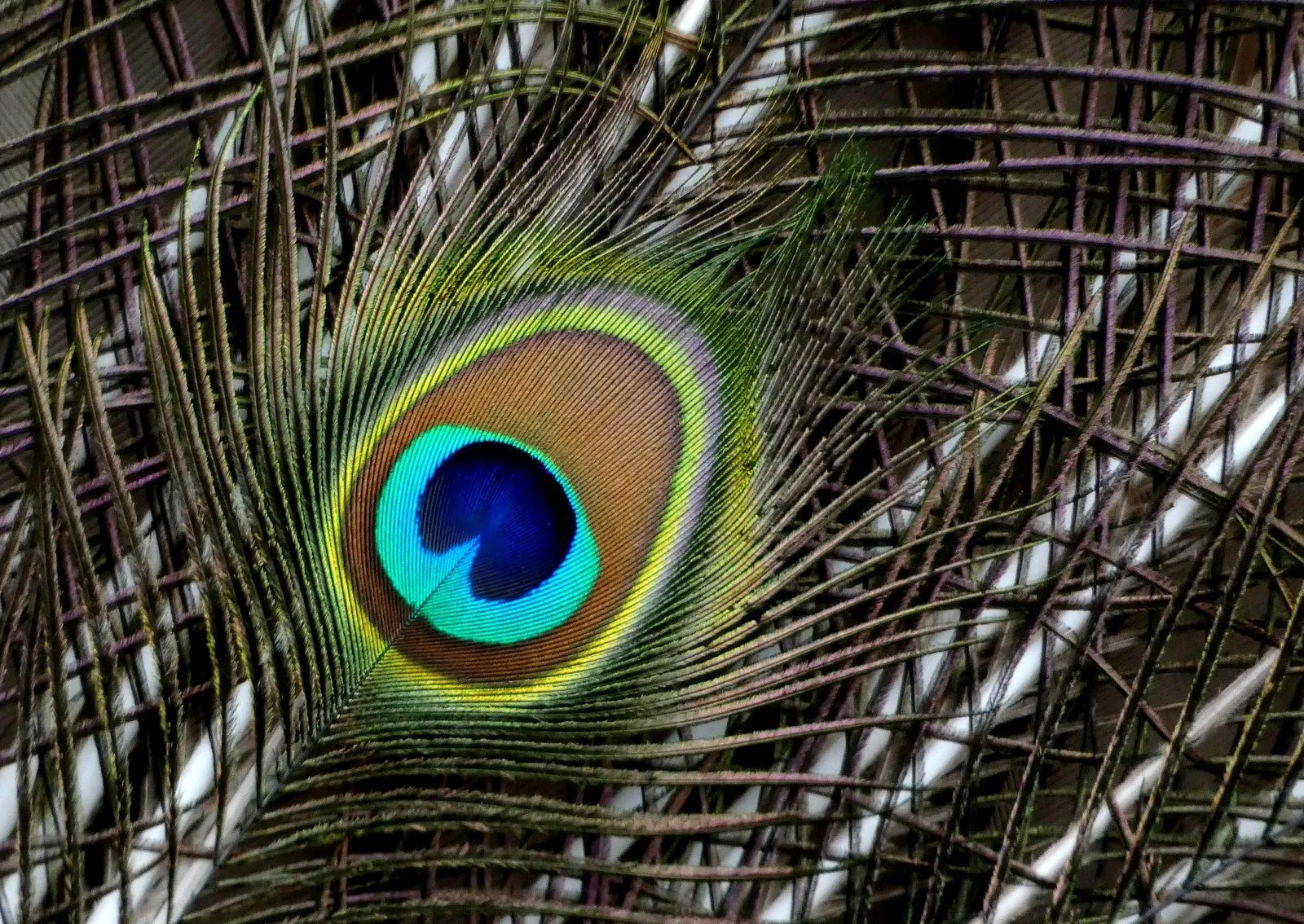 Mr Peacock's lovely feathers