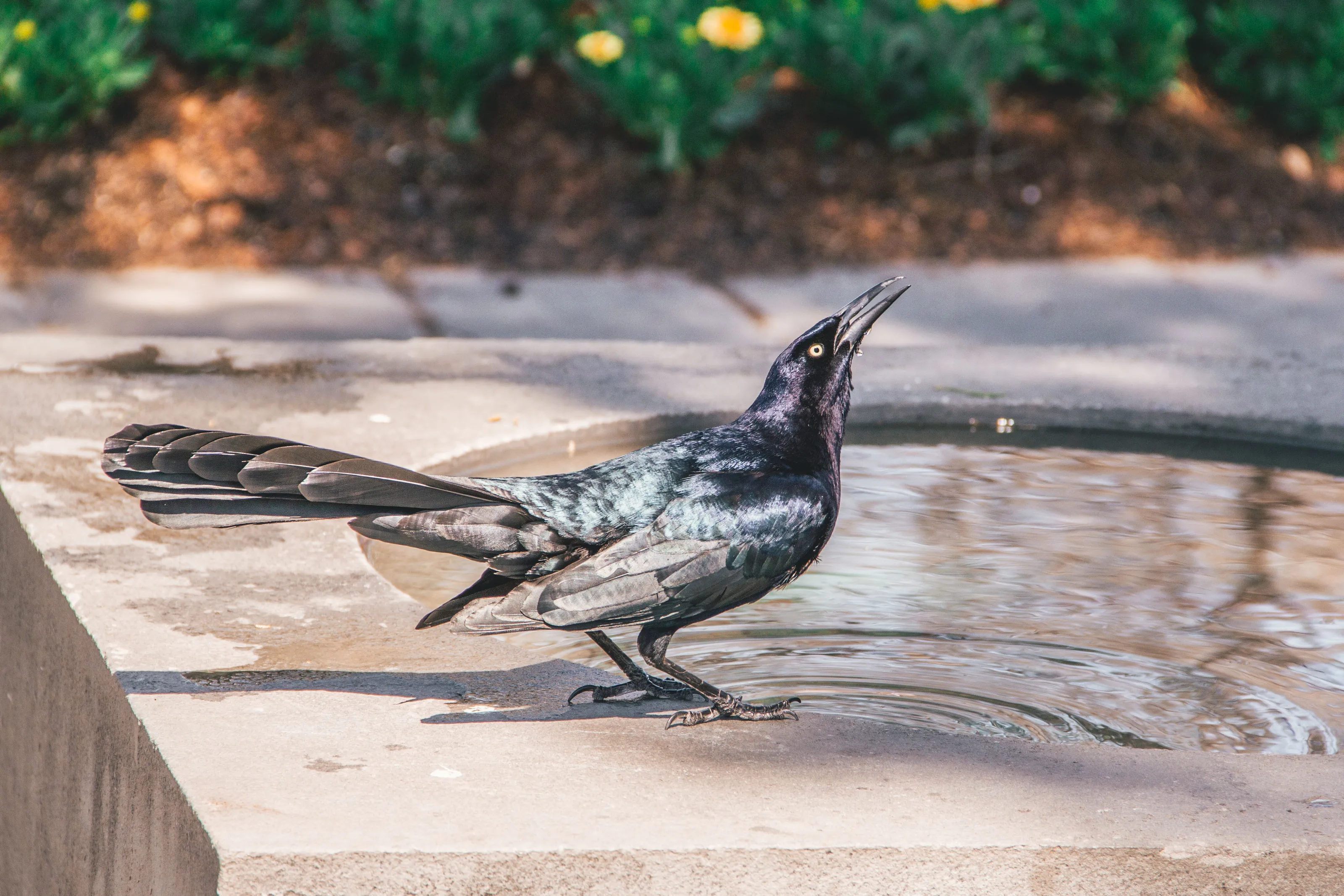 Great-Tailed Grackle at the Dallas Arboretum